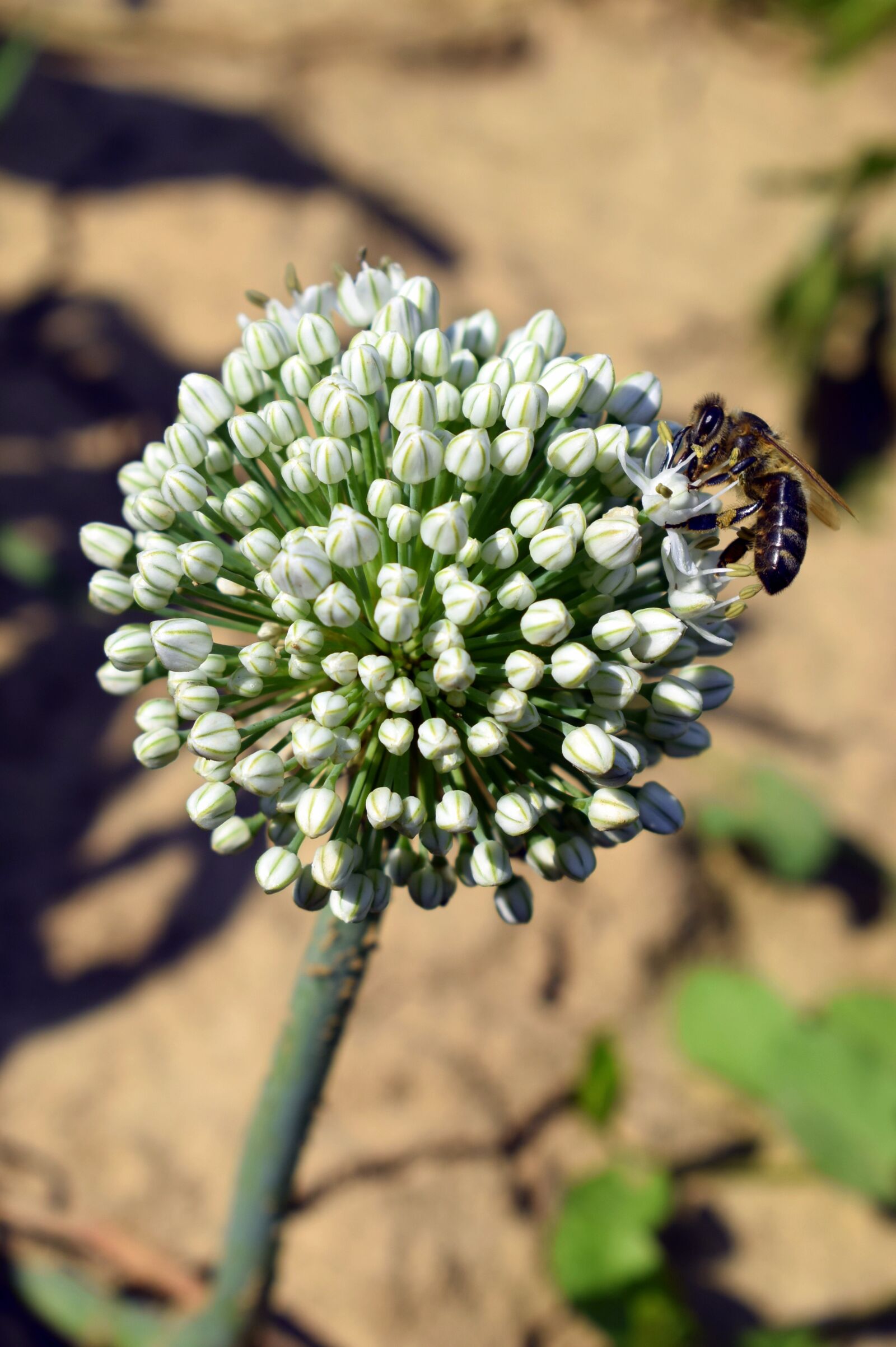 Nikon D3300 sample photo. Flower, plant, bee photography