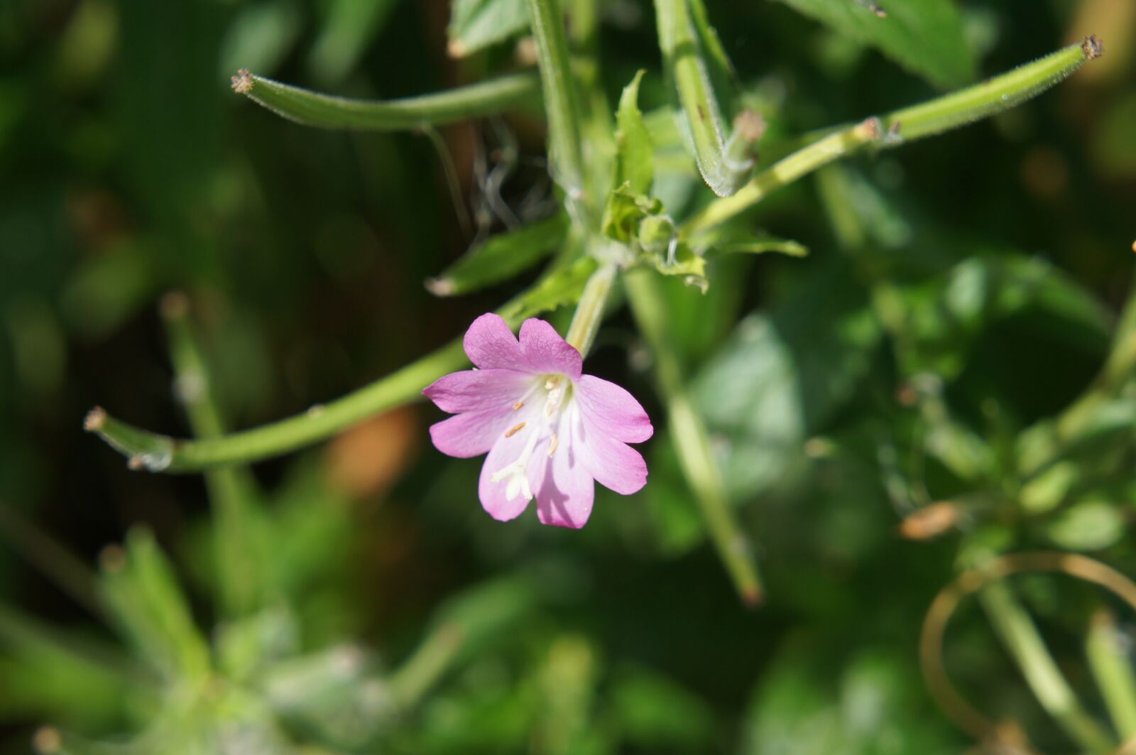Sony Alpha NEX-C3 + Sony E 18-55mm F3.5-5.6 OSS sample photo. Flower, pink, nature photography
