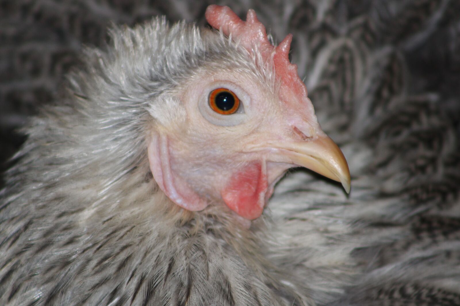 Canon EOS 2000D (EOS Rebel T7 / EOS Kiss X90 / EOS 1500D) sample photo. Chicken, hen, feather photography
