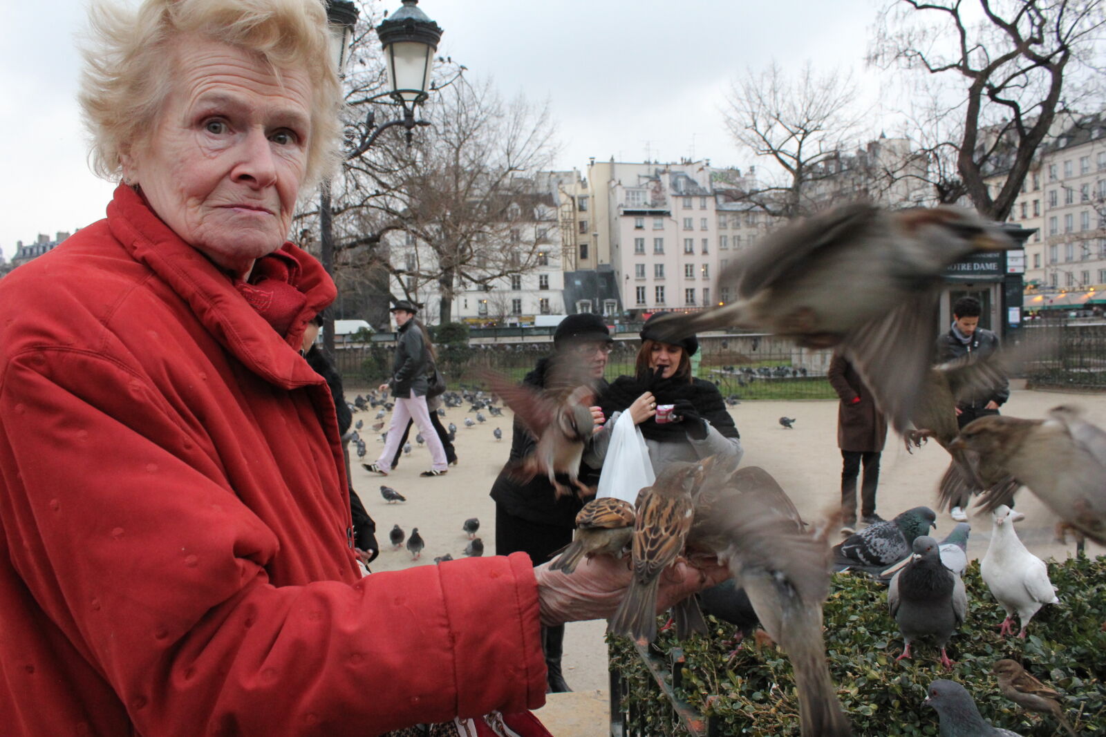 Canon EF-S 18-55mm F3.5-5.6 IS sample photo. Birds, feeding, old, person photography