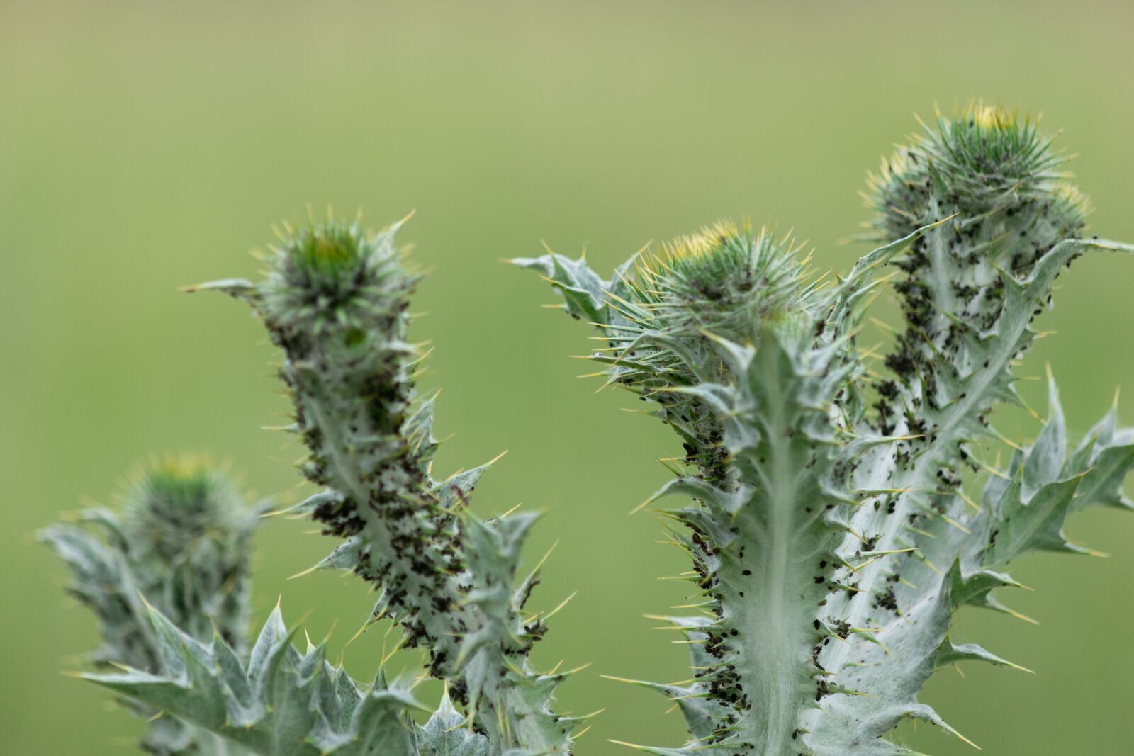 Nikon D3300 sample photo. Twinge, thorn, green photography