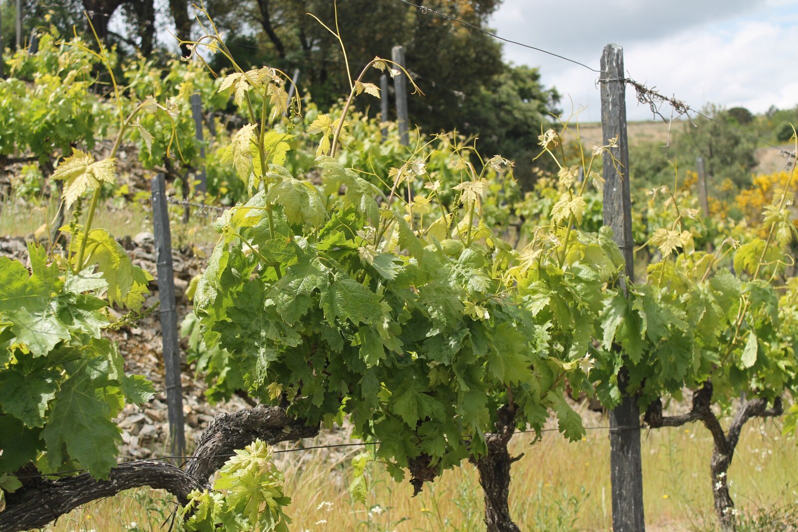 Canon EOS 1100D (EOS Rebel T3 / EOS Kiss X50) sample photo. Vineyard, white, nature photography
