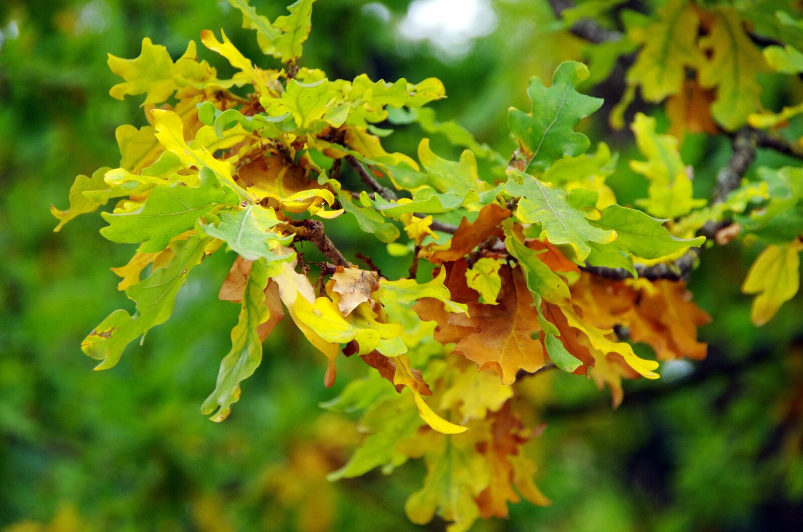 Pentax K-5 sample photo. Oak, leaves, fall photography