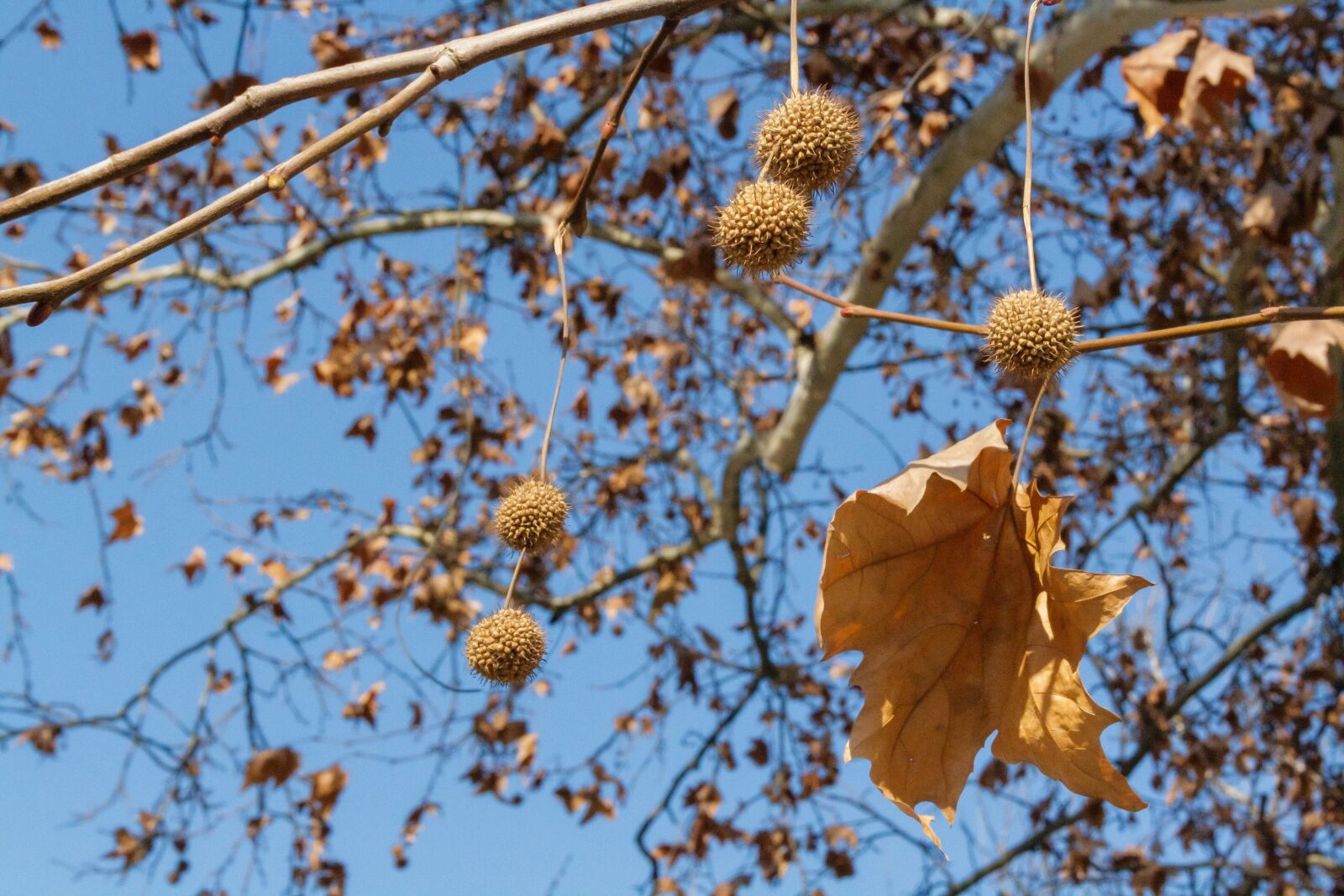 Canon EF-S 18-55mm F3.5-5.6 sample photo