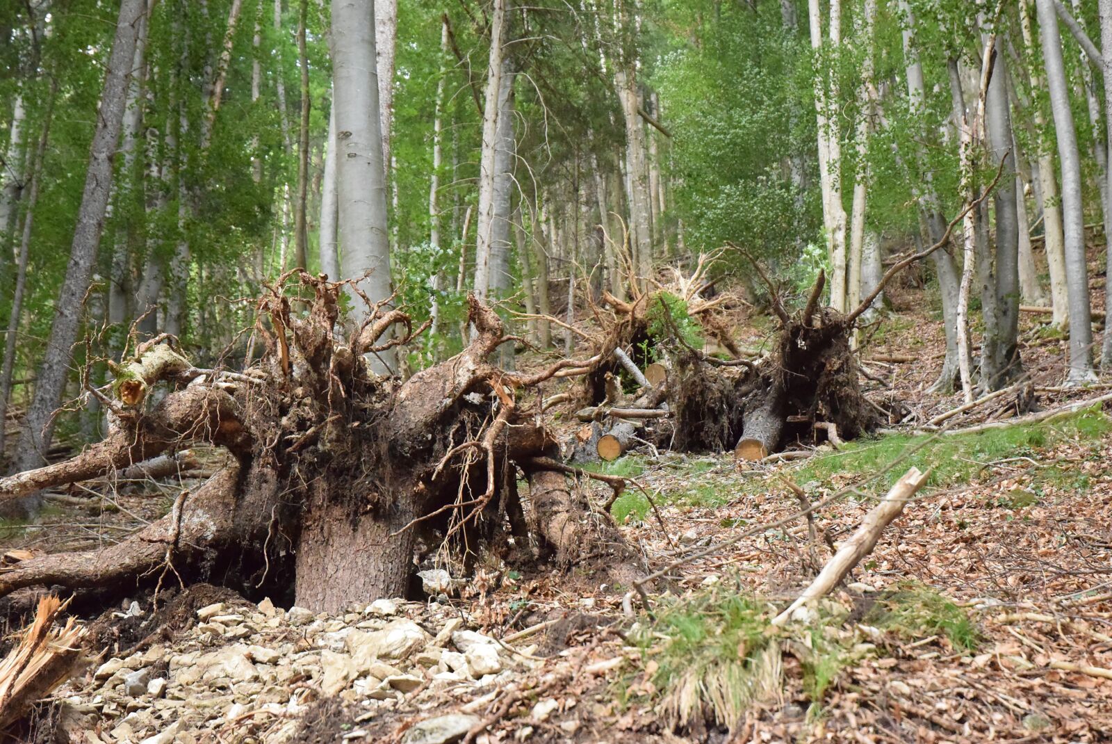 Nikon D5300 sample photo. Tree stump, forest, ground photography