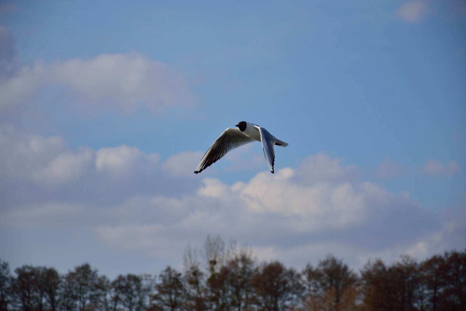 Nikon D3300 sample photo. Air, animal, background, bird photography