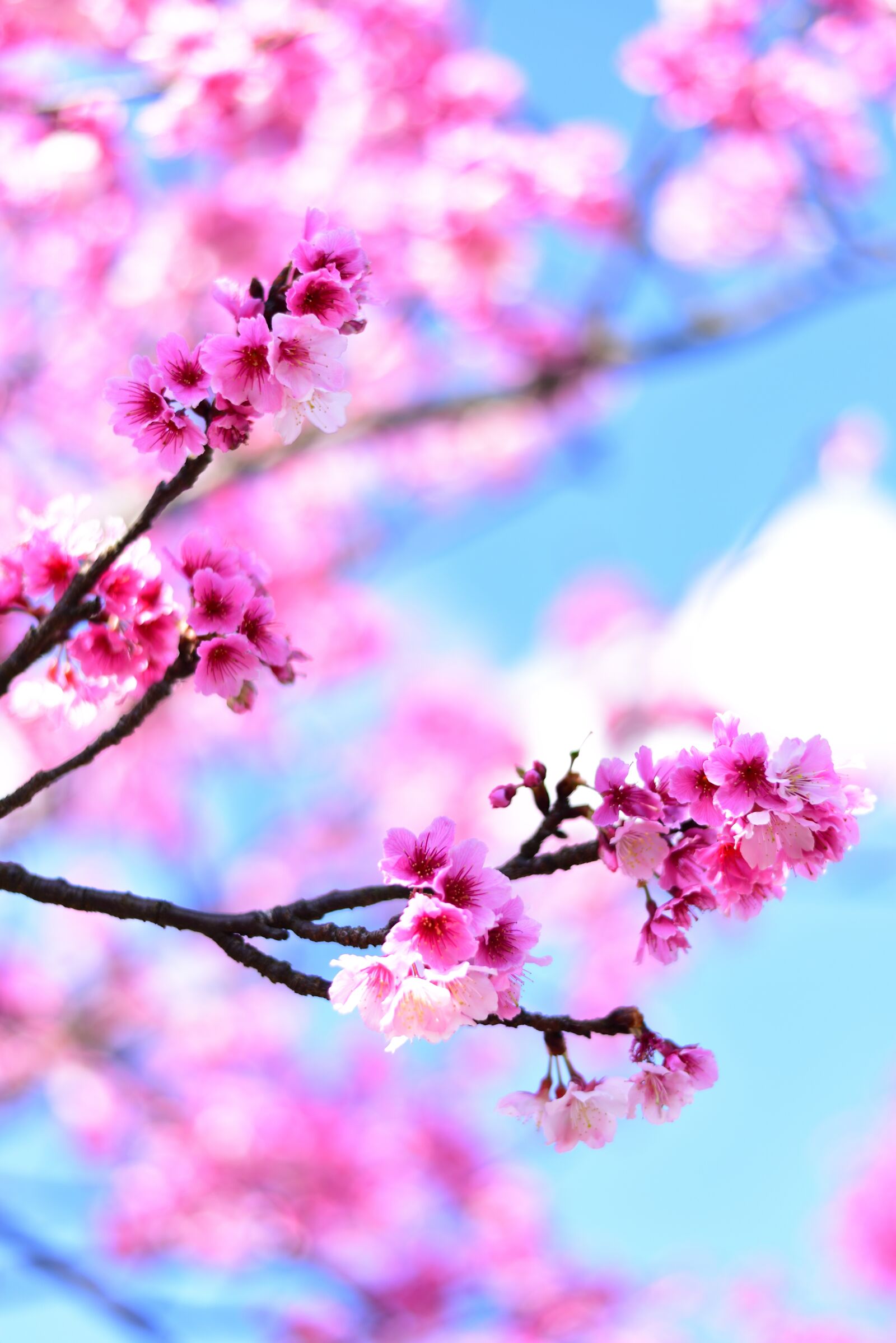 Nikon D750 sample photo. Plant, flower, cherry blossom photography