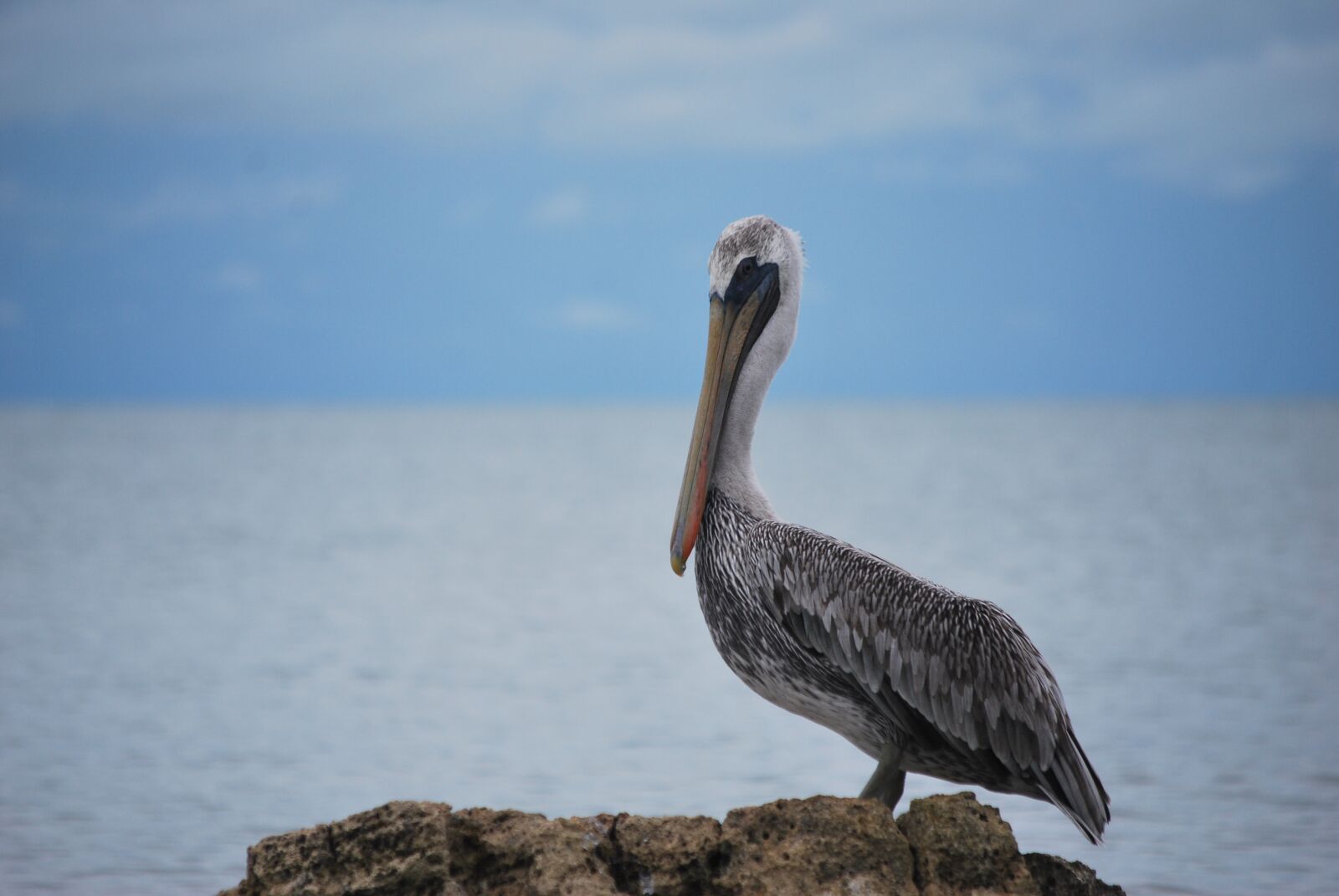 Nikon D60 sample photo. Animal, wild life, ave photography