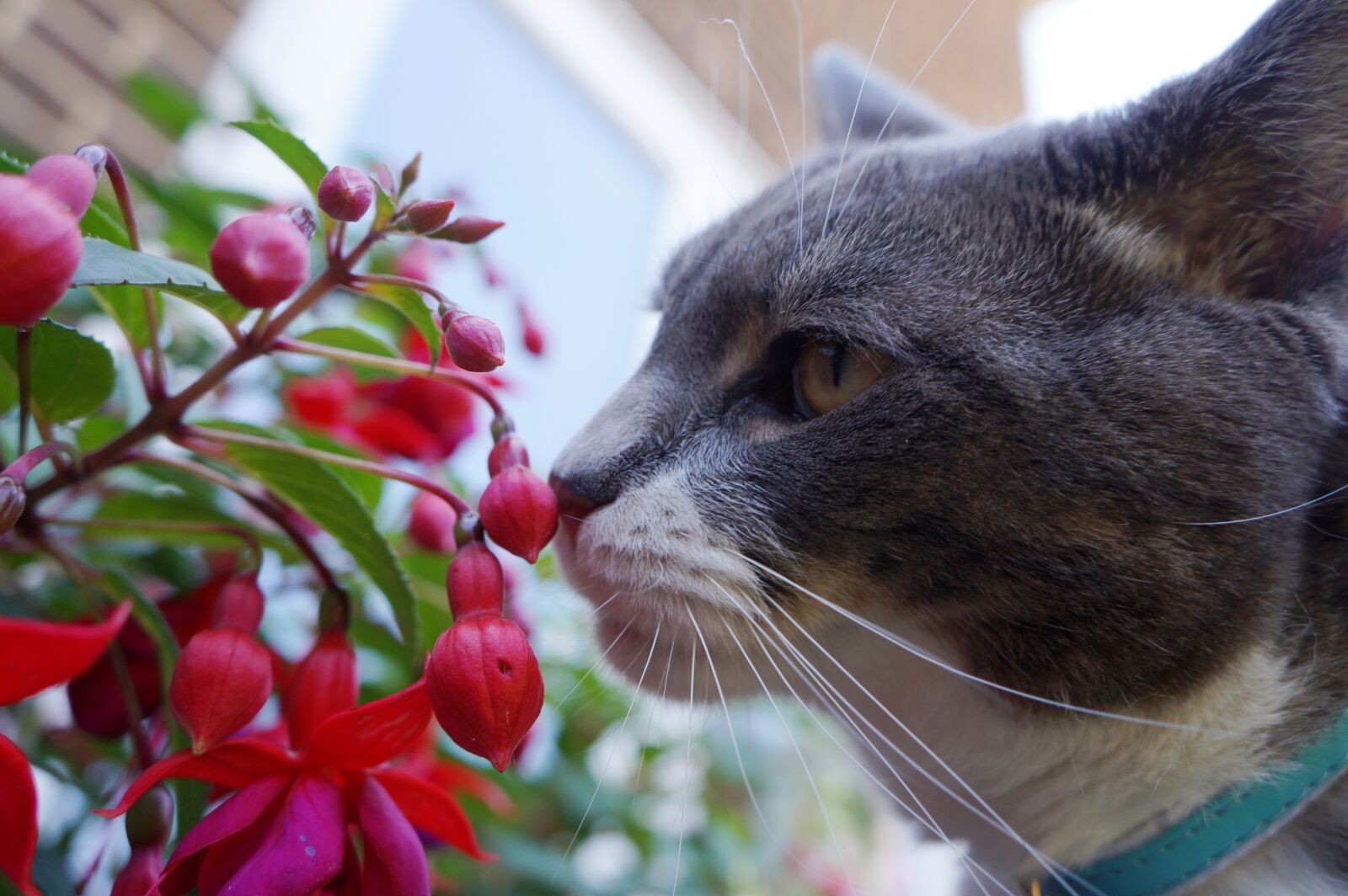 Sony Alpha a3000 + Sony E 18-55mm F3.5-5.6 OSS sample photo. Cat, feline, flowers, garden photography