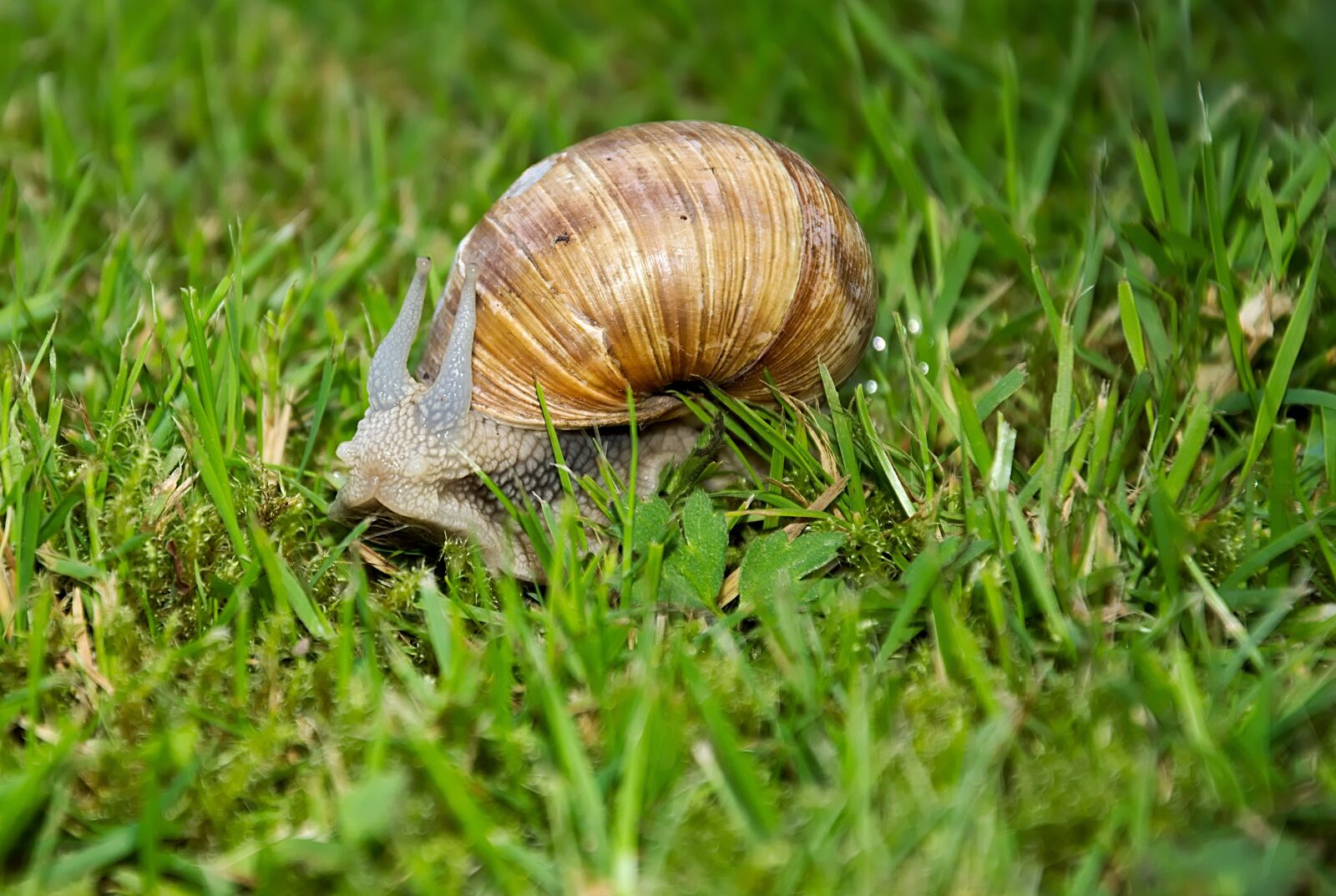 Nikon D7200 sample photo. Snail, meadow, shell photography