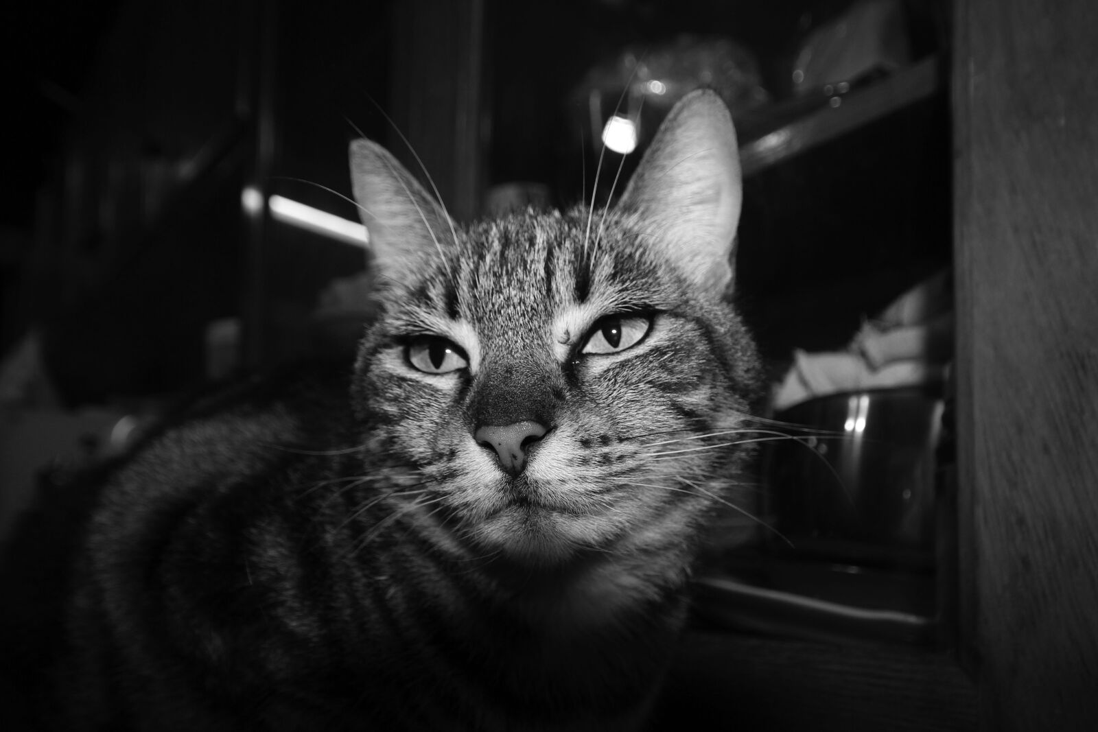 Canon EOS 550D (EOS Rebel T2i / EOS Kiss X4) sample photo. Cat, look, mustaches photography
