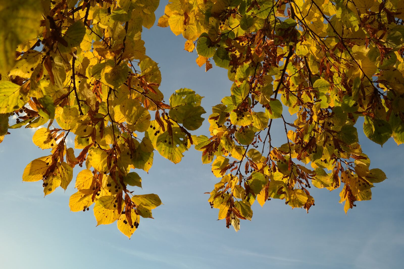 Samsung NX300 sample photo. Seeds, flying seeds, linde photography