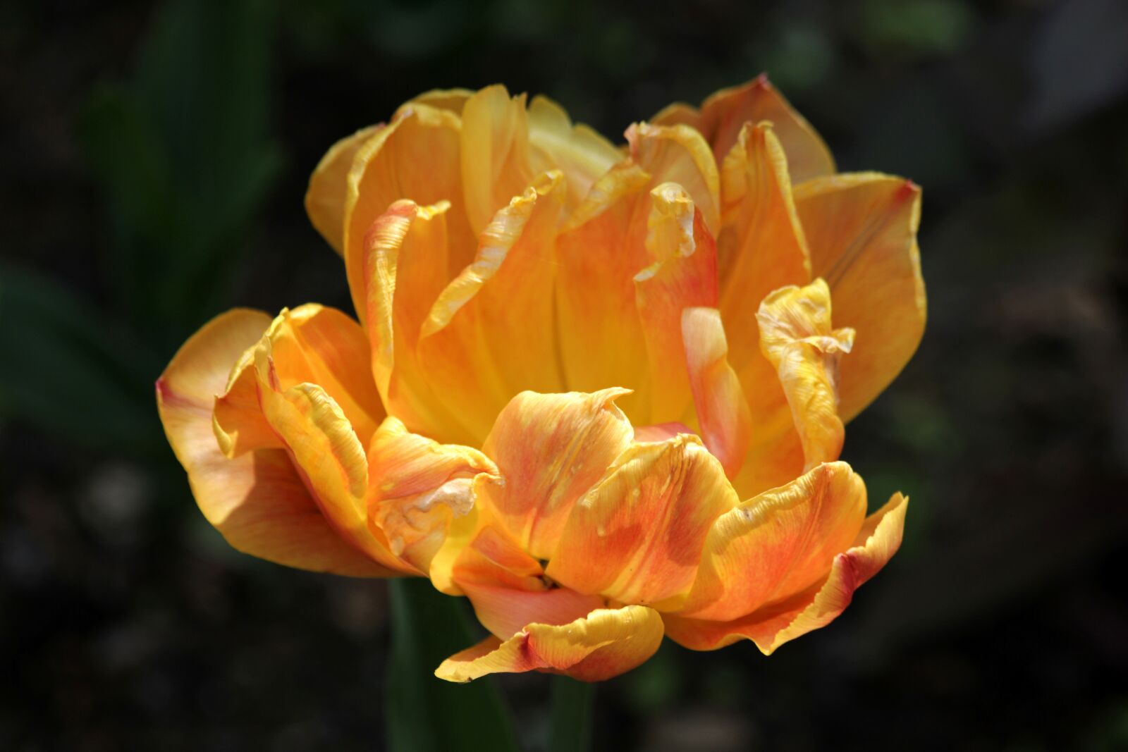 Canon EOS 650D (EOS Rebel T4i / EOS Kiss X6i) sample photo. Tulip, flower, spring photography