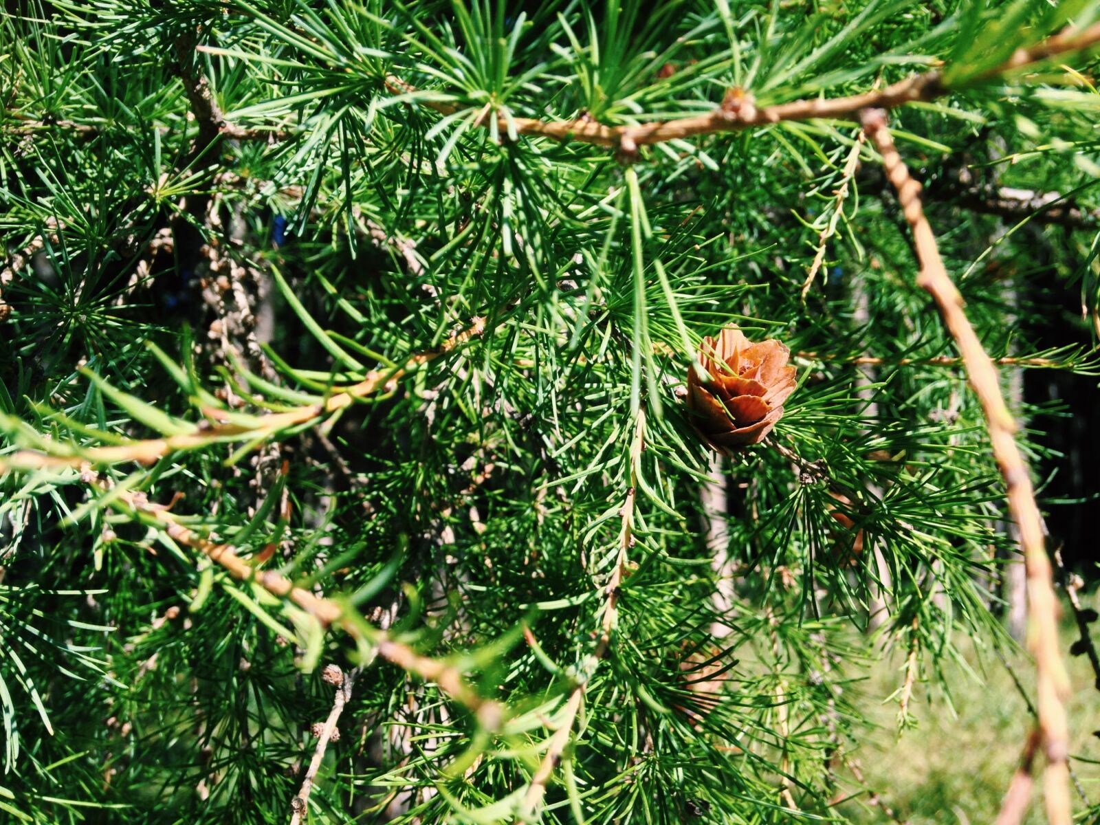iPhone 5c back camera 4.12mm f/2.4 sample photo. Aershan, forest, woods photography