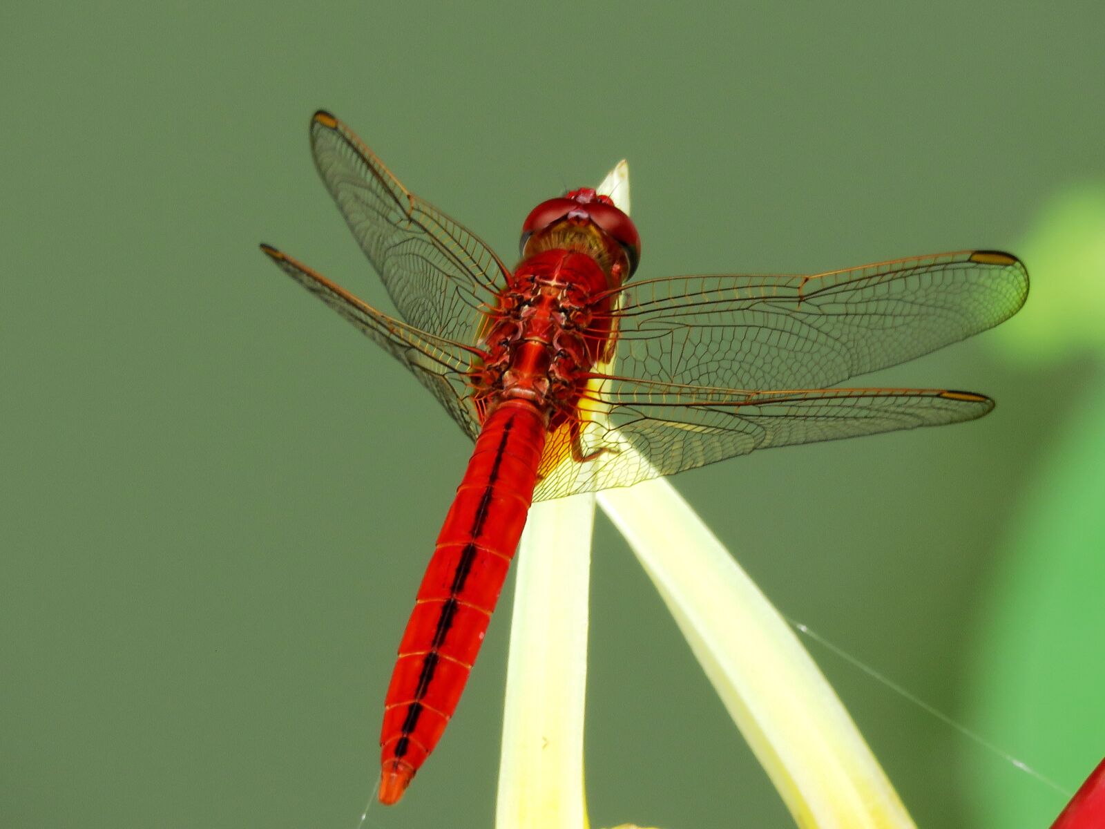 Canon PowerShot SX60 HS sample photo. Dragon fly, red, single photography