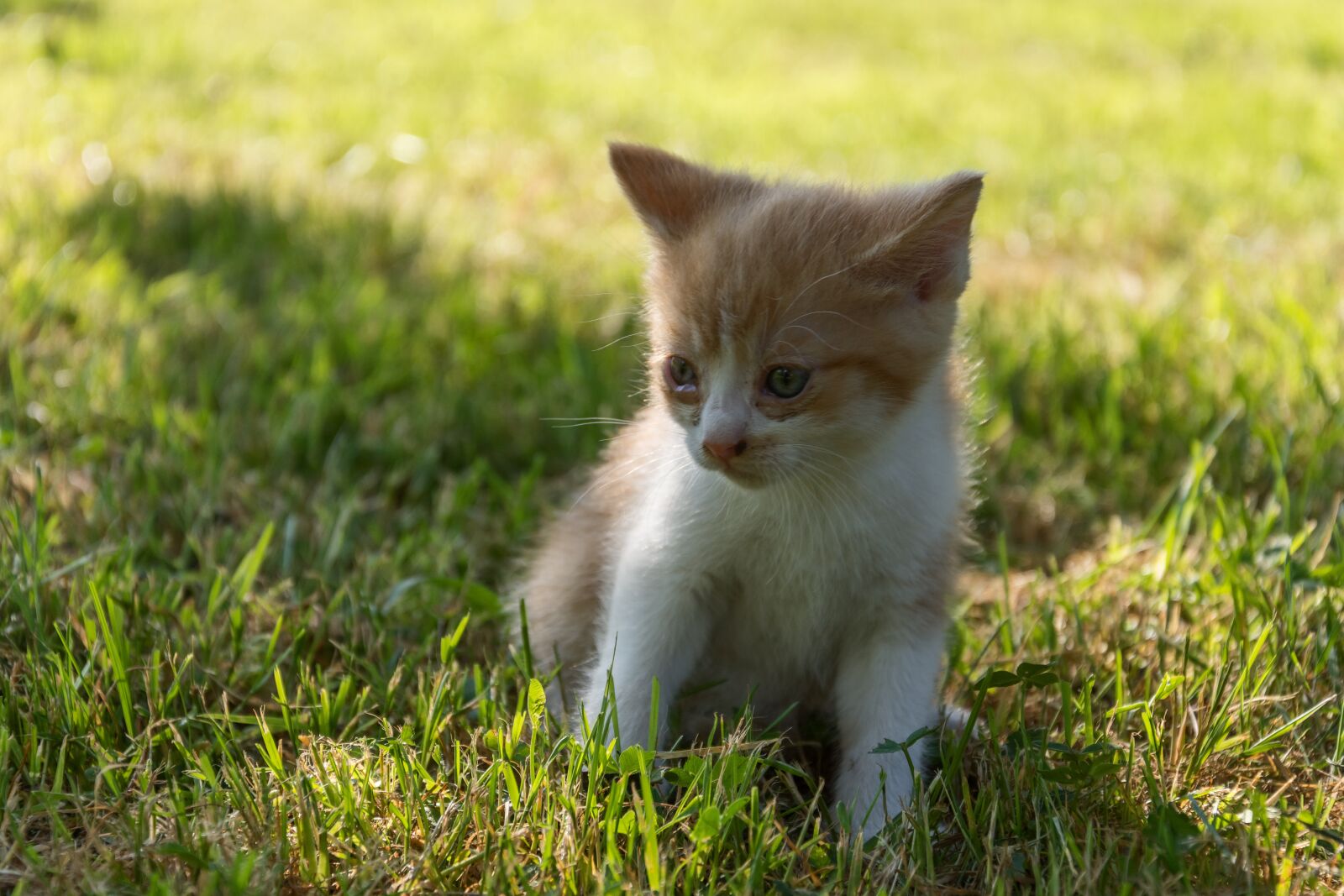 Nikon D7200 sample photo. Cat, kitten, animal photography