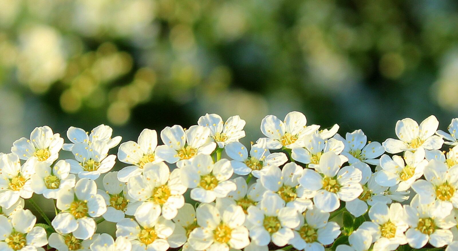 Canon EOS 1200D (EOS Rebel T5 / EOS Kiss X70 / EOS Hi) sample photo. Tawu a, white flowers photography