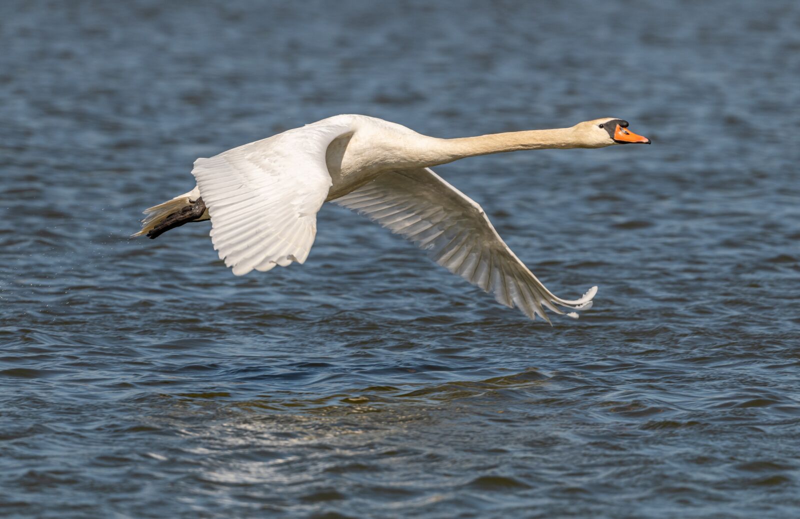 Nikon D850 sample photo. Swan, flight, water photography