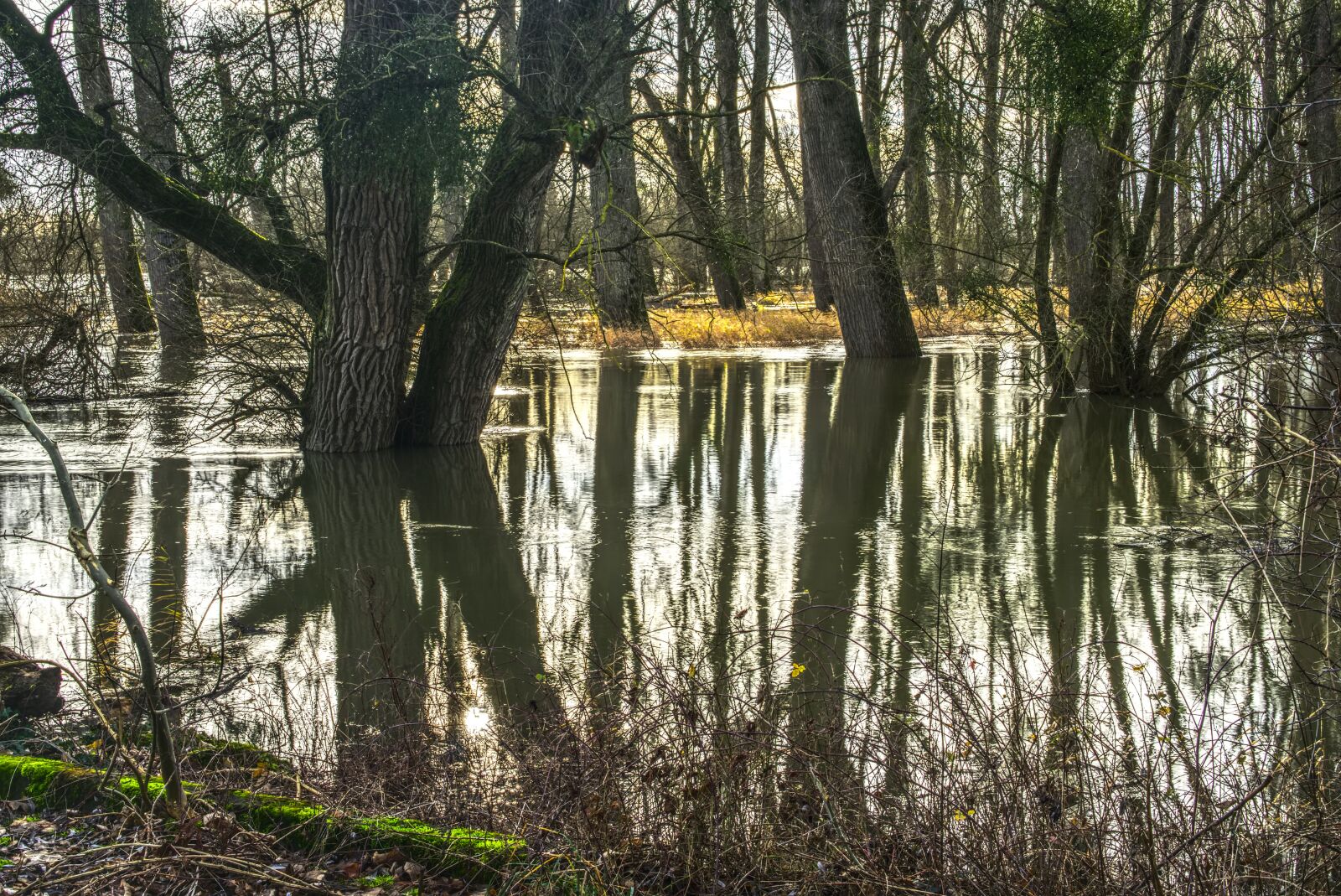 Sony a6000 + Sony E 35mm F1.8 OSS sample photo. Tree, underwater, water photography