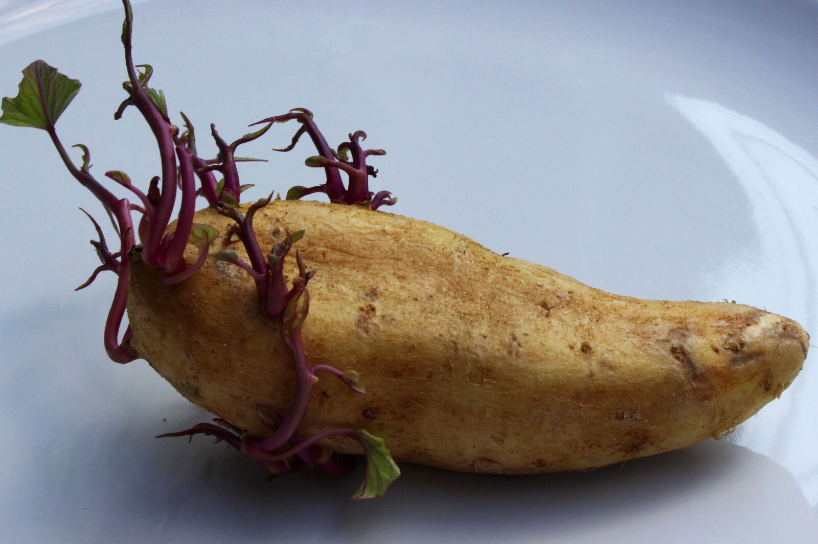 Canon EOS 700D (EOS Rebel T5i / EOS Kiss X7i) sample photo. Potato, seed potato, vegetable photography