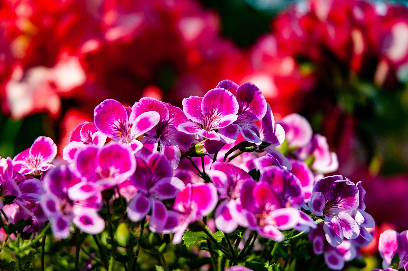 Nikon D70s sample photo. Flowers, petal, plant photography