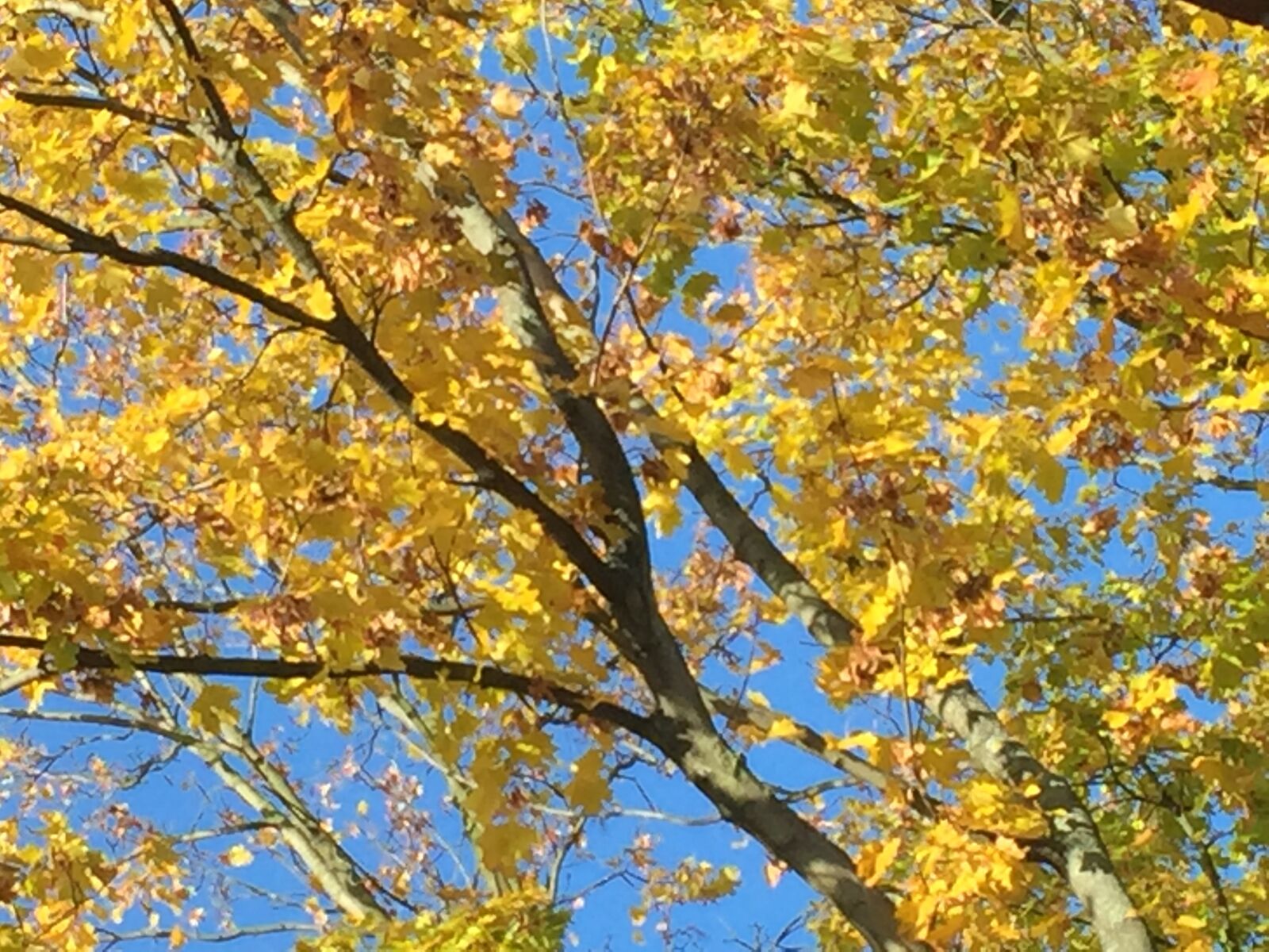 Apple iPhone 6 sample photo. Autumn, tree, b photography
