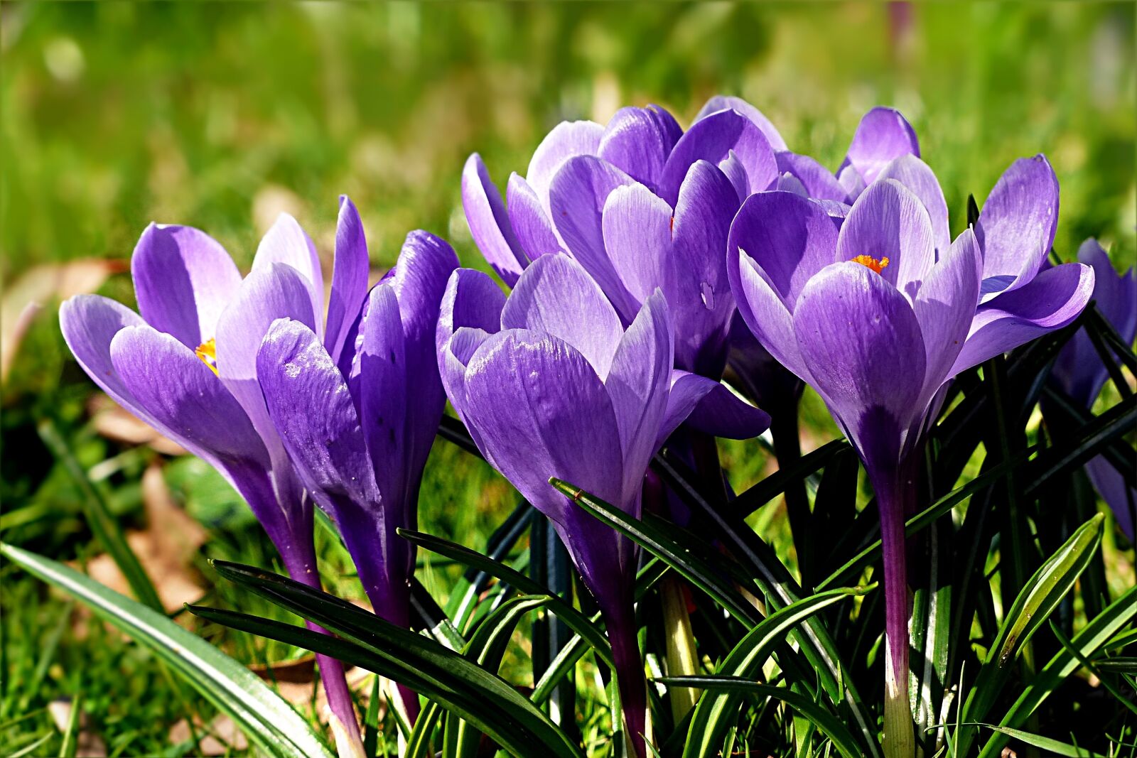 Panasonic Lumix DMC-FZ200 sample photo. Flower, crocus, violet photography