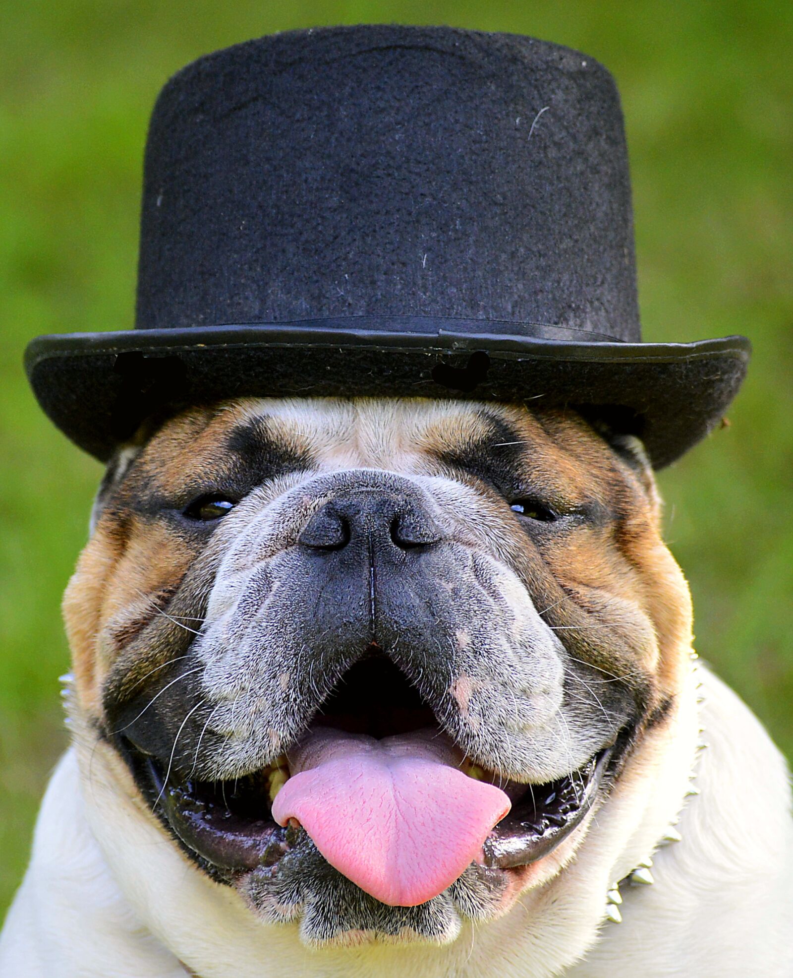 Nikon D3200 sample photo. Bulldog, hat, face photography