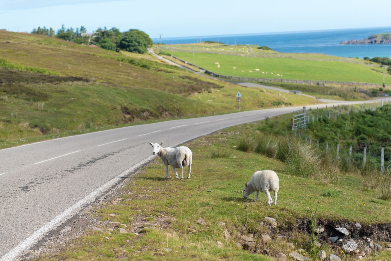 Nikon D750 sample photo. Sheep, flock, grass photography