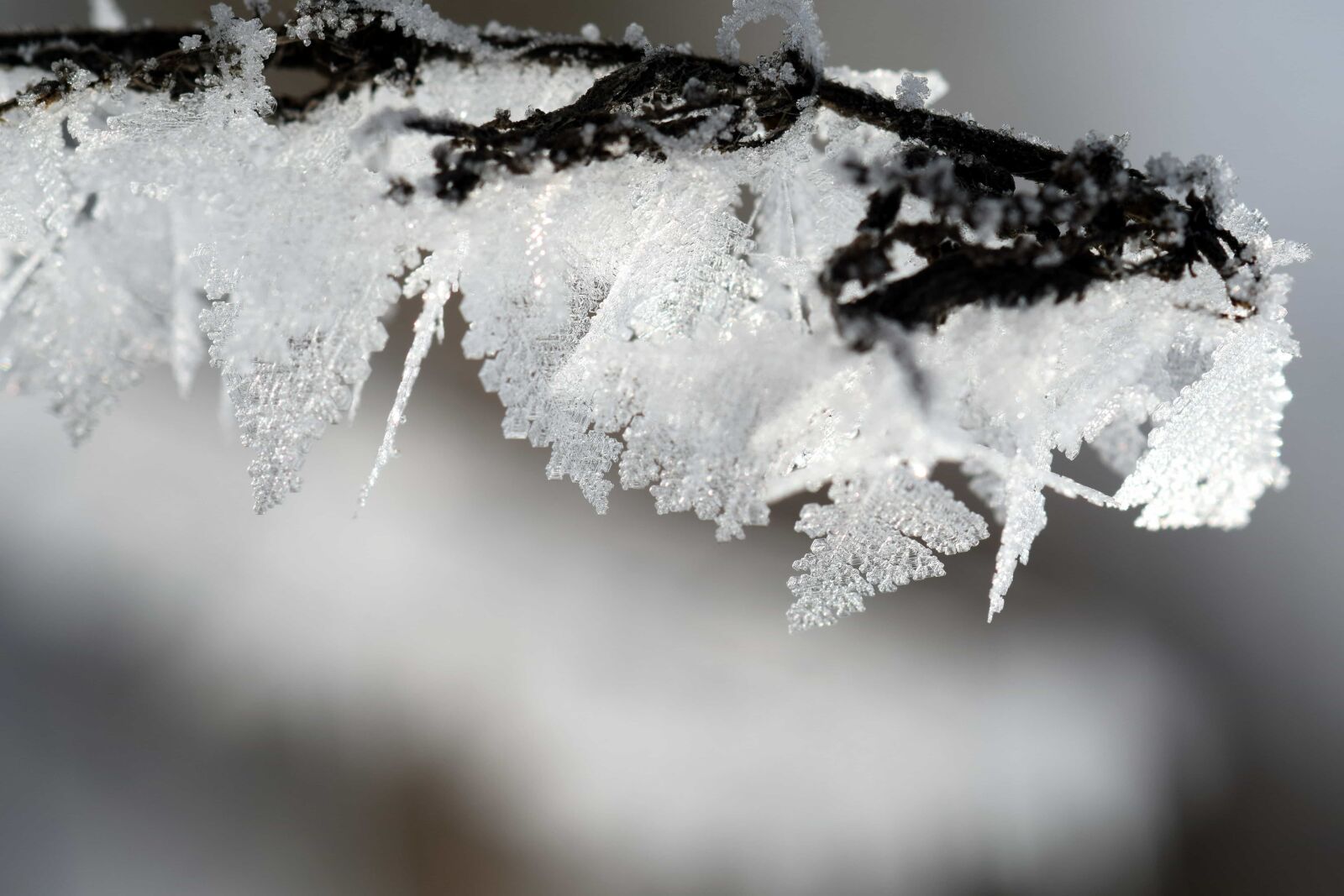 Nikon D3300 sample photo. Cold, nature, frost, winter photography