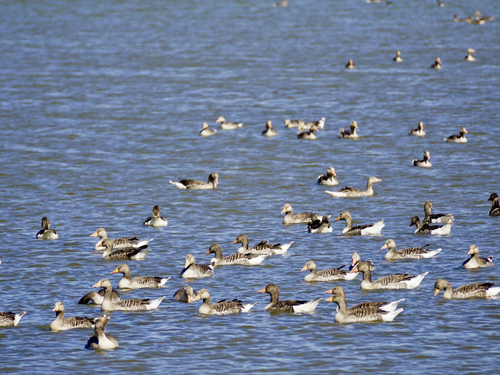 Sony DT 55-300mm F4.5-5.6 SAM sample photo. Geese, grey geese, wild photography