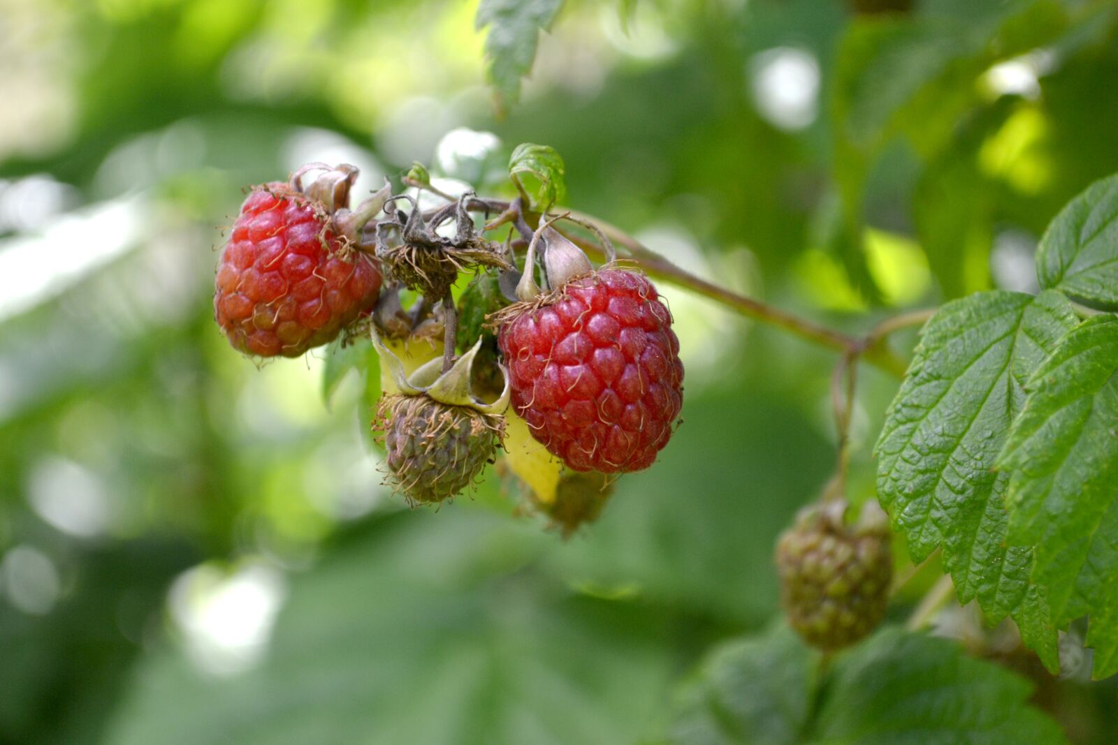 Nikon D3100 sample photo. Raspberry, red, raspberries photography