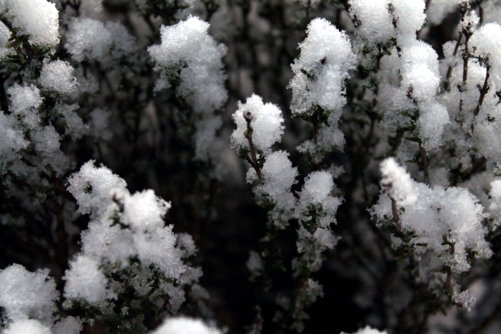 Canon EOS 1100D (EOS Rebel T3 / EOS Kiss X50) sample photo. Snow, plant, garden photography