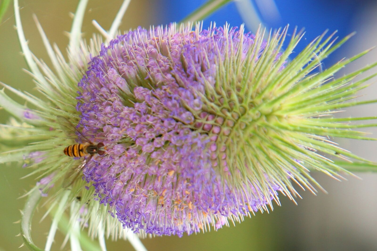 Canon EOS 5D sample photo. Thistle photography