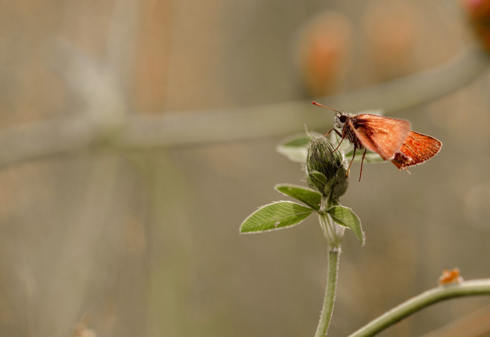 Nikon D5100 sample photo. Butterfly, insect, pollination photography