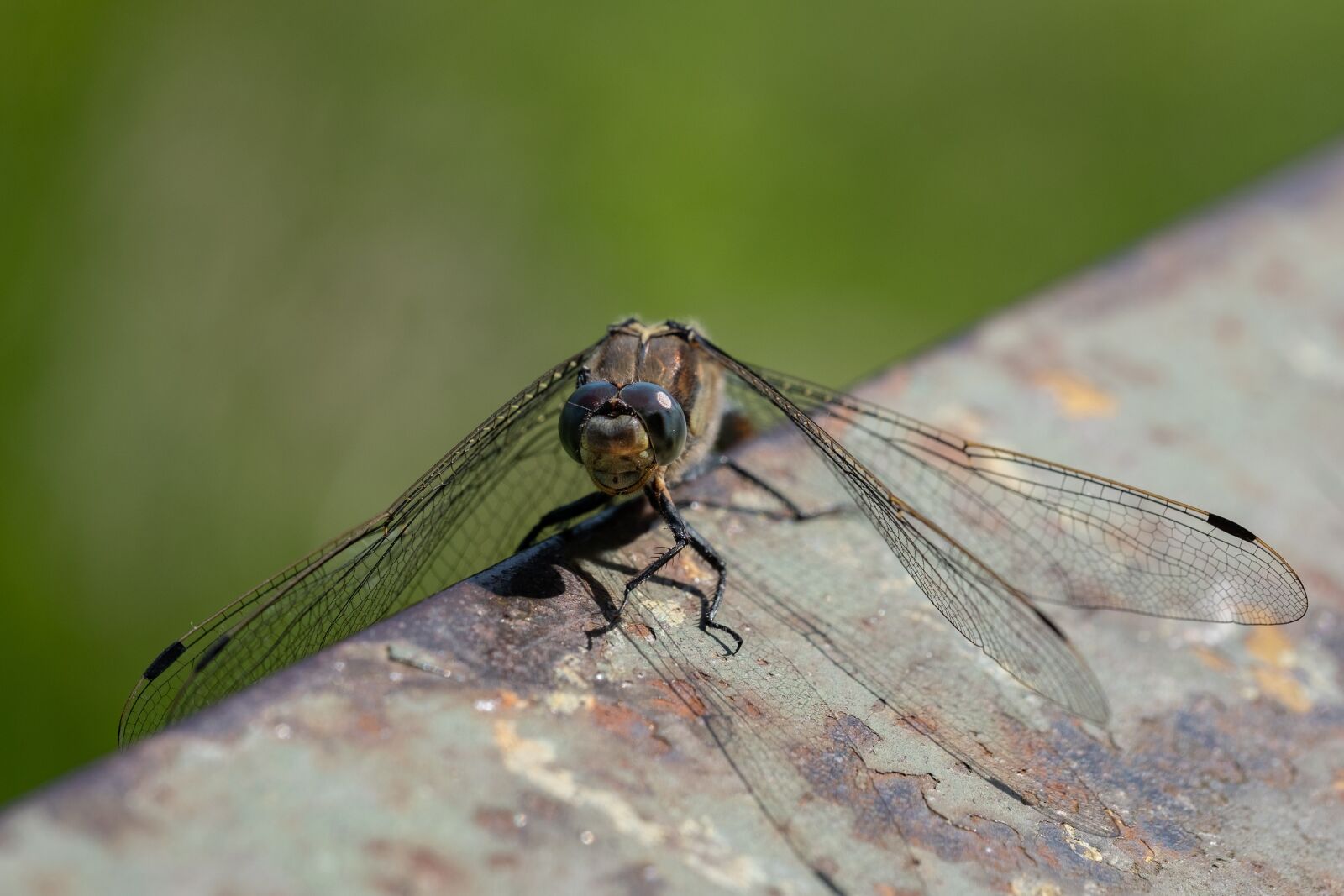 Fujifilm X-H1 sample photo. Dragonfly, wings, animal photography