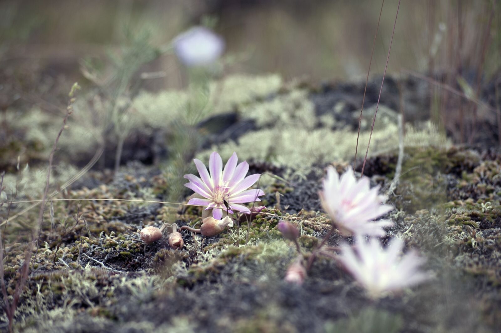 Nikon D50 sample photo. Flower, wildflower, nature photography