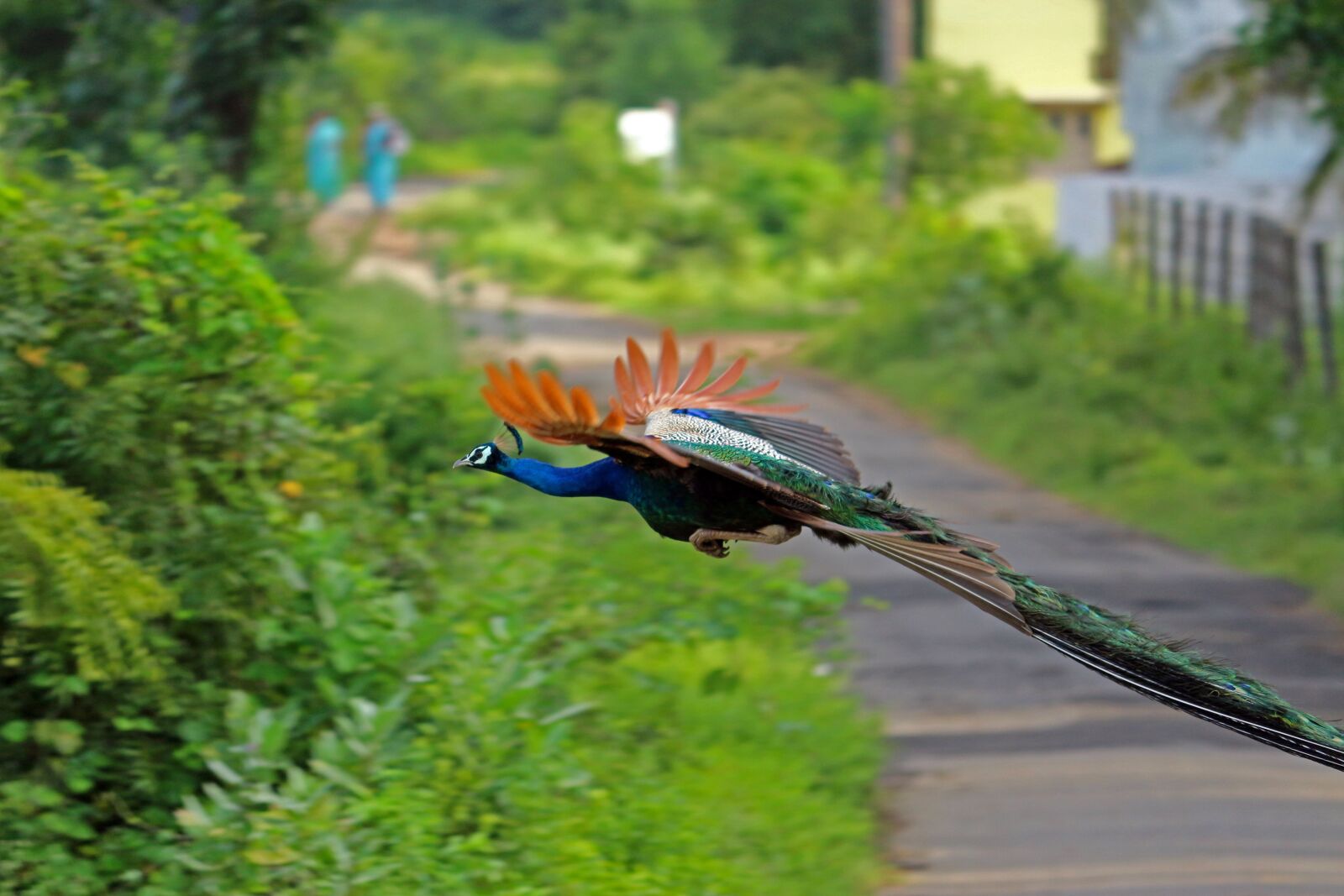 Canon EOS 700D (EOS Rebel T5i / EOS Kiss X7i) sample photo. Peacock, colorful, feather photography