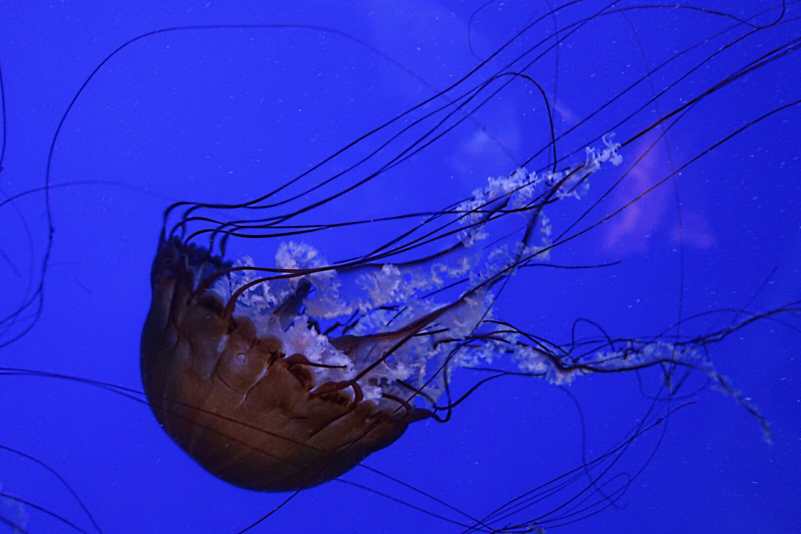 Canon PowerShot G7 X Mark II sample photo. Jellyfish, pacific sea nettle photography