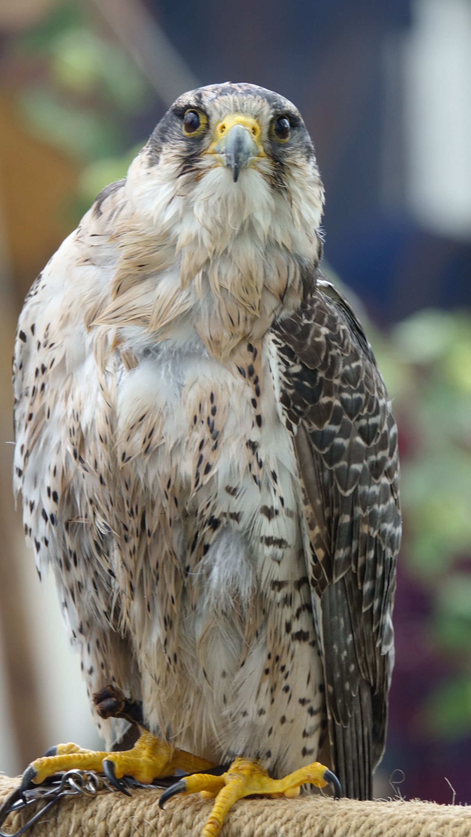 Sony Cyber-shot DSC-RX10 III sample photo. Falcon, bird, bird of photography