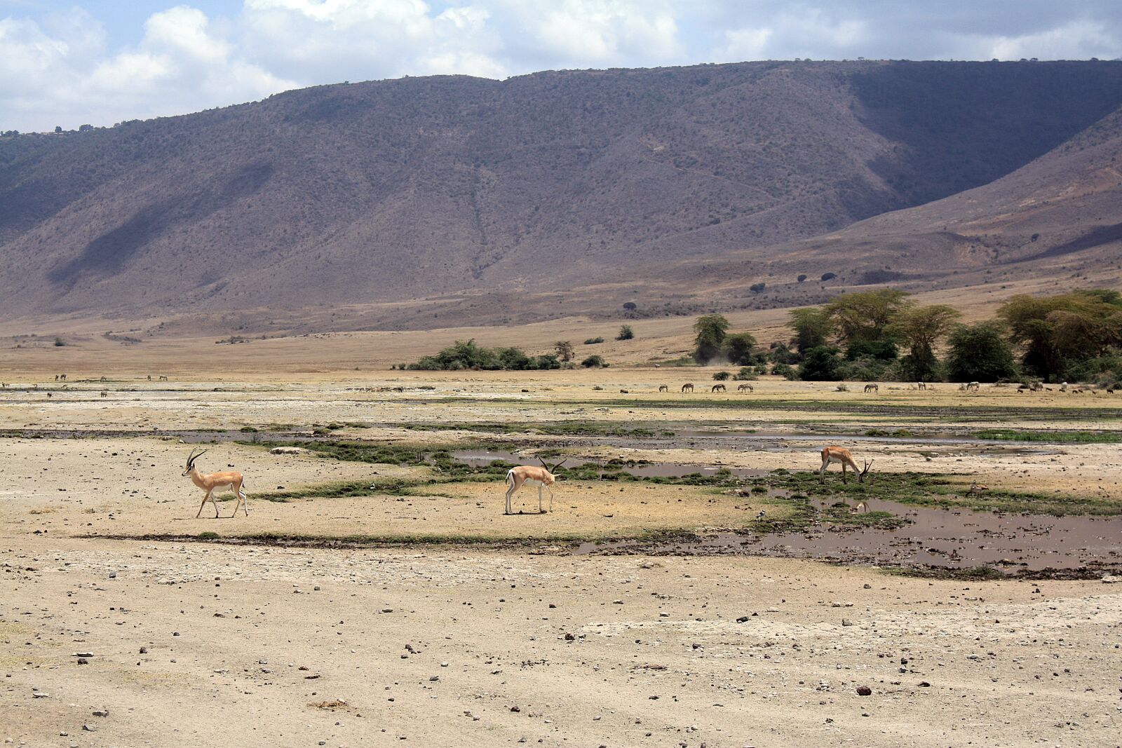 Canon EOS 450D (EOS Rebel XSi / EOS Kiss X2) sample photo. Antelope, impala, safari photography
