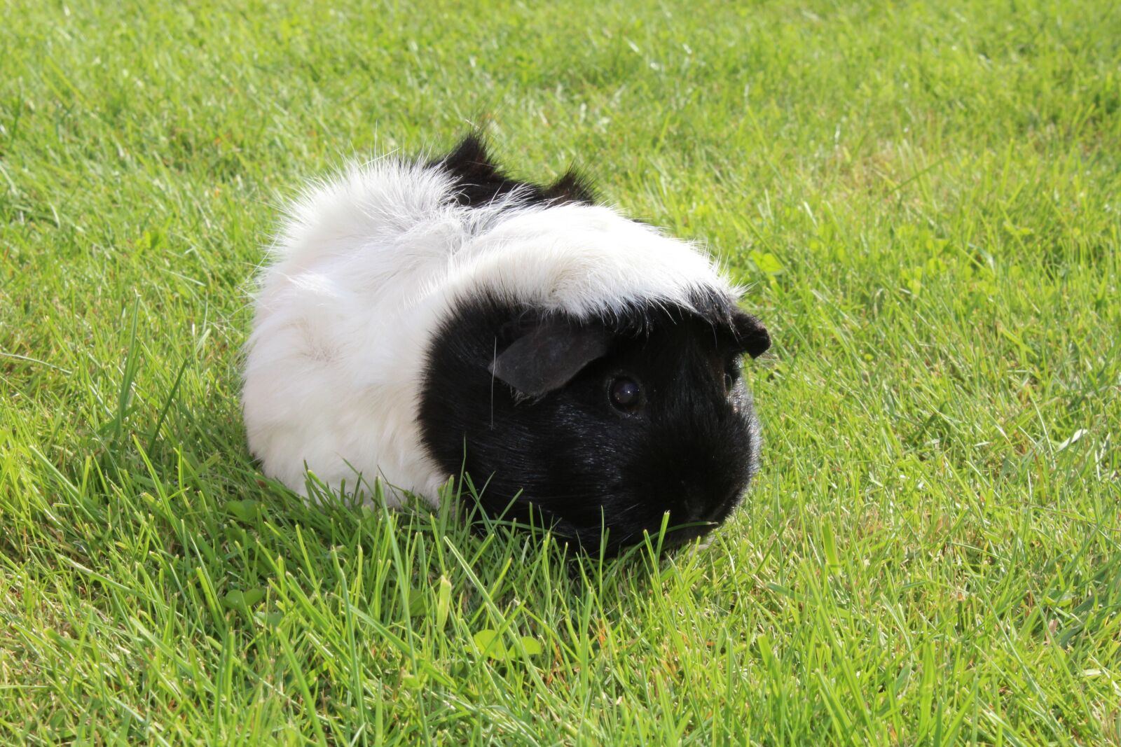 Canon EOS 1200D (EOS Rebel T5 / EOS Kiss X70 / EOS Hi) sample photo. Guinea pig, animal, rosette photography