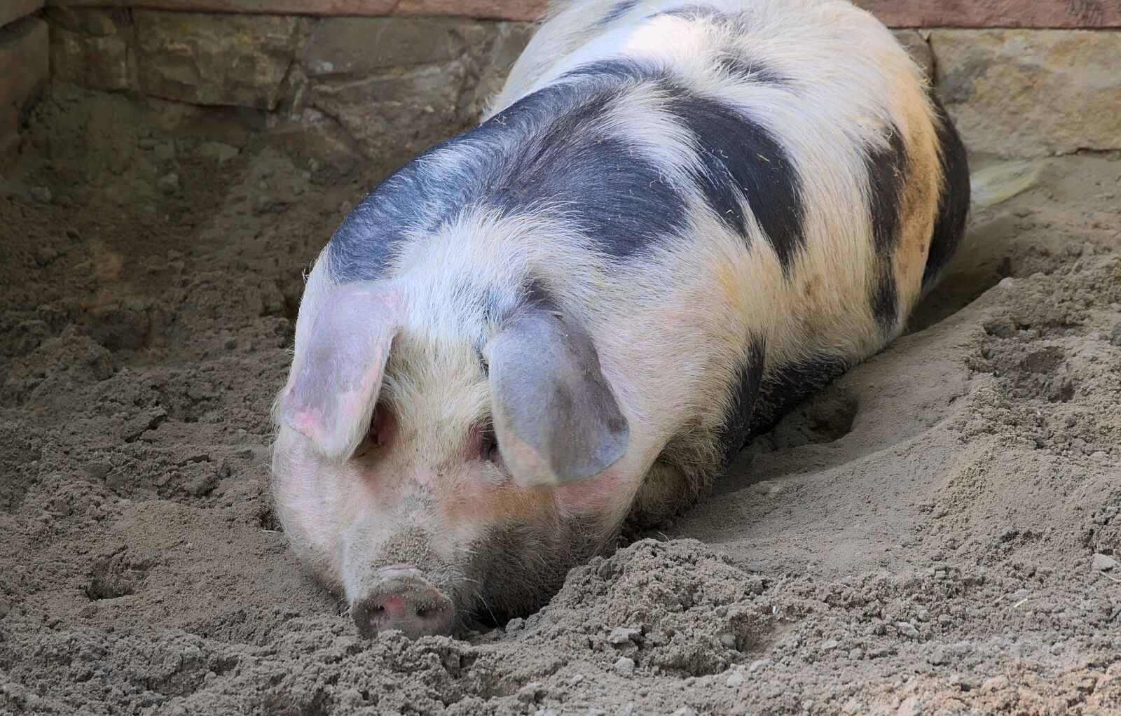 Nikon D3300 sample photo. Domestic pig, black and photography