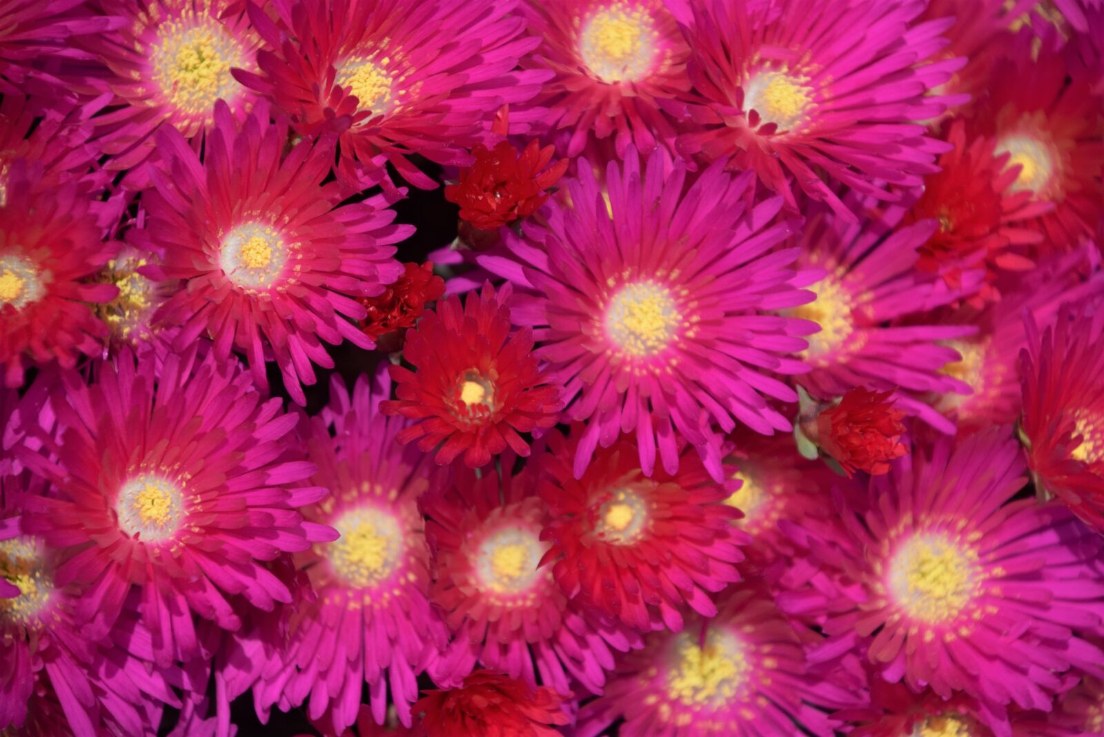 Nikon D3300 sample photo. Ice plant, garden, pink photography