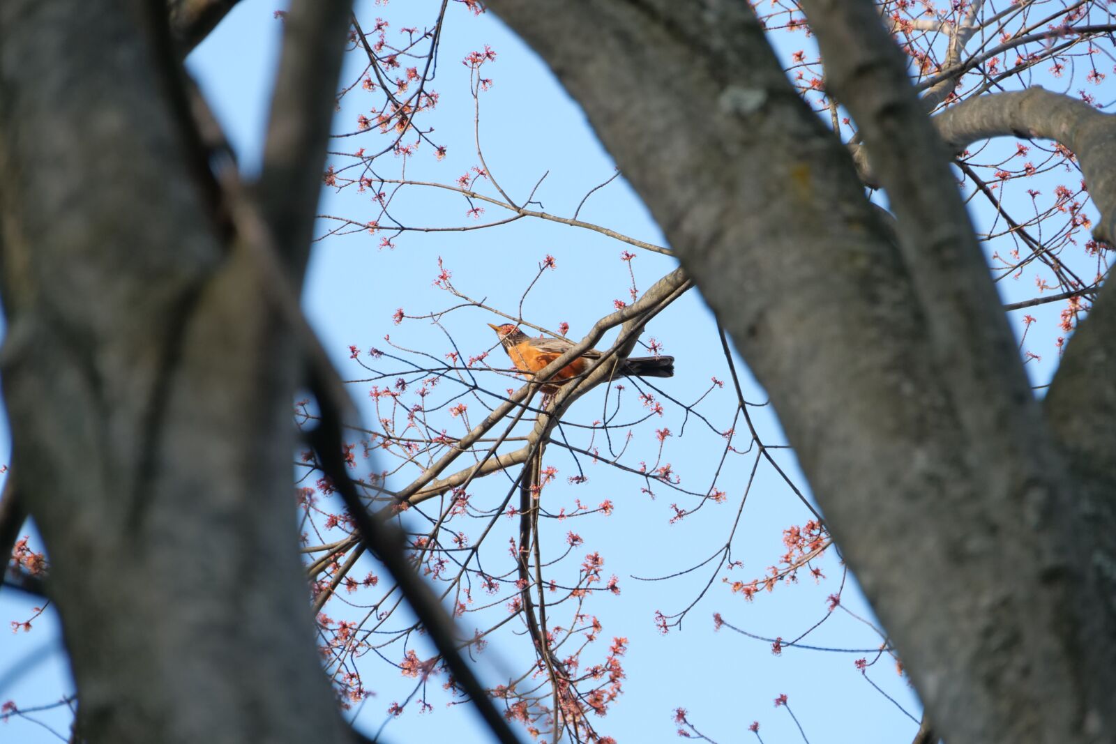 Panasonic Lumix DC-G9 sample photo. Robin, bird, spring photography
