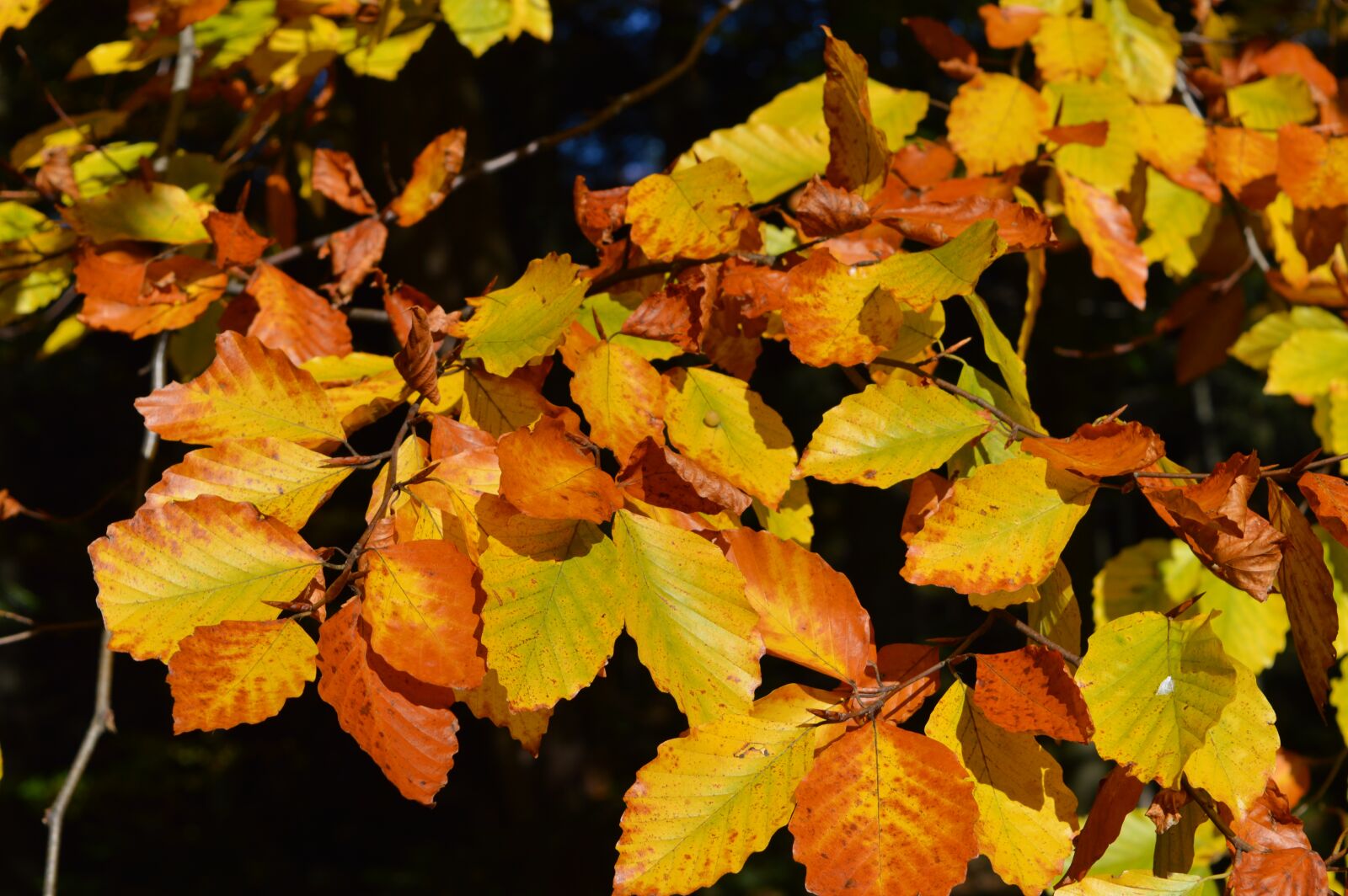 Nikon D3200 sample photo. Autumn, foliage, colors photography