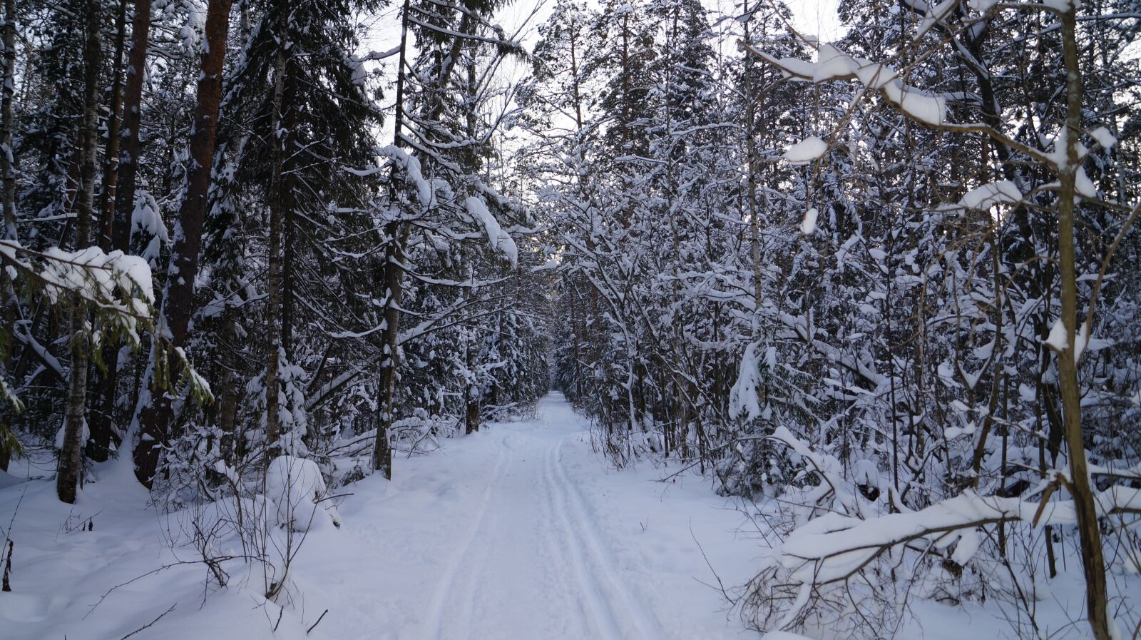 Sony SLT-A57 sample photo. Forest, silence, frost photography