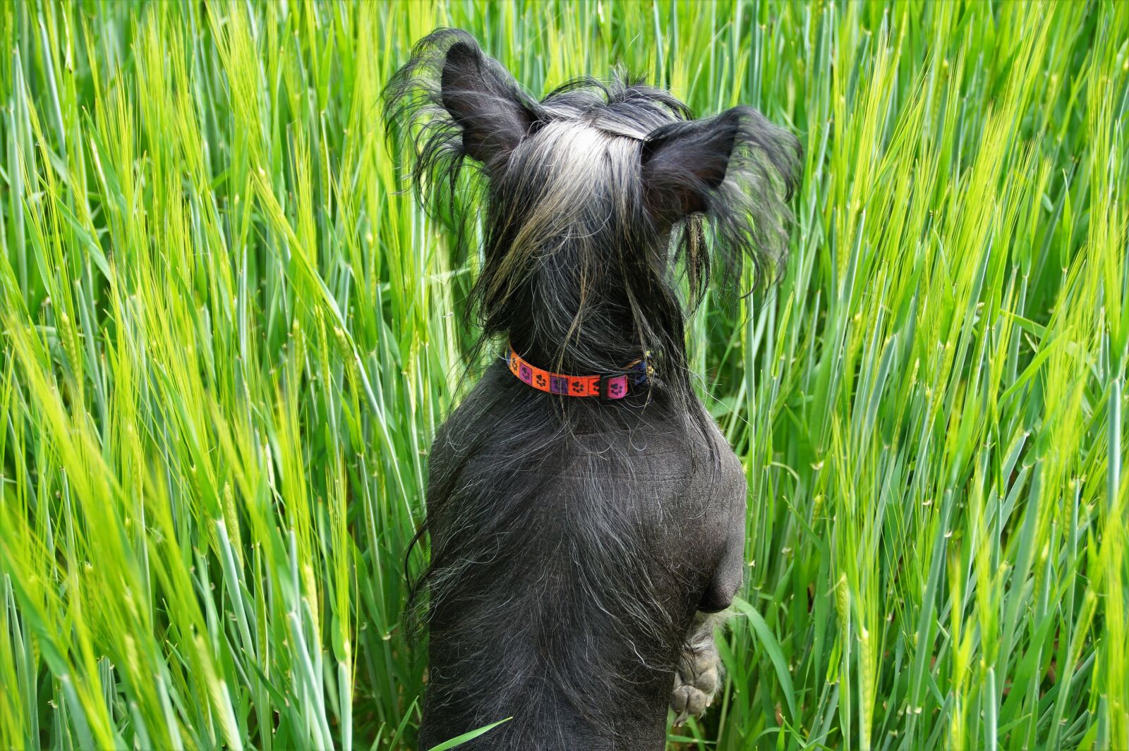 Sony SLT-A58 sample photo. Dog, in the grain photography
