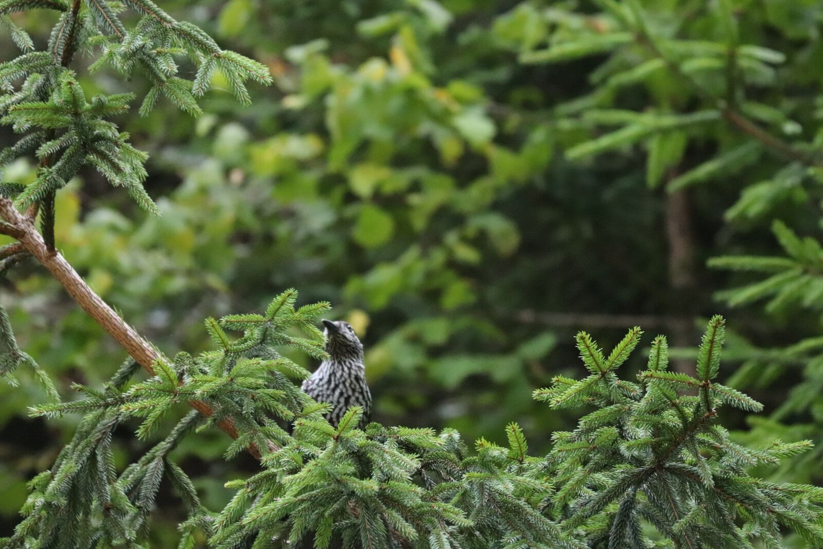 Canon EF 70-300 F4-5.6 IS II USM sample photo. Bird, sparrow, pigeon photography