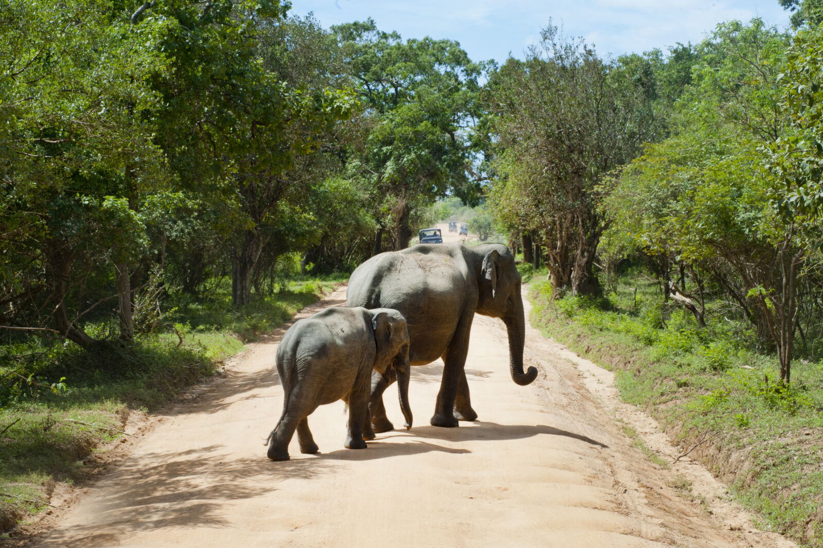 Nikon D700 sample photo. Elephant, walking photography